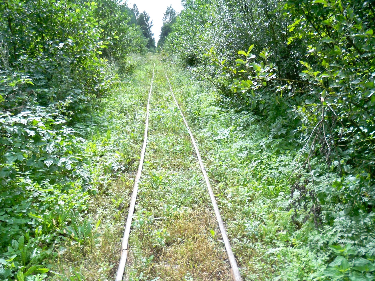 Узкоколейная  железная дорога Нёманского торфопредприятия  —  фотографии, сделанные в 2013 году (часть 13)
