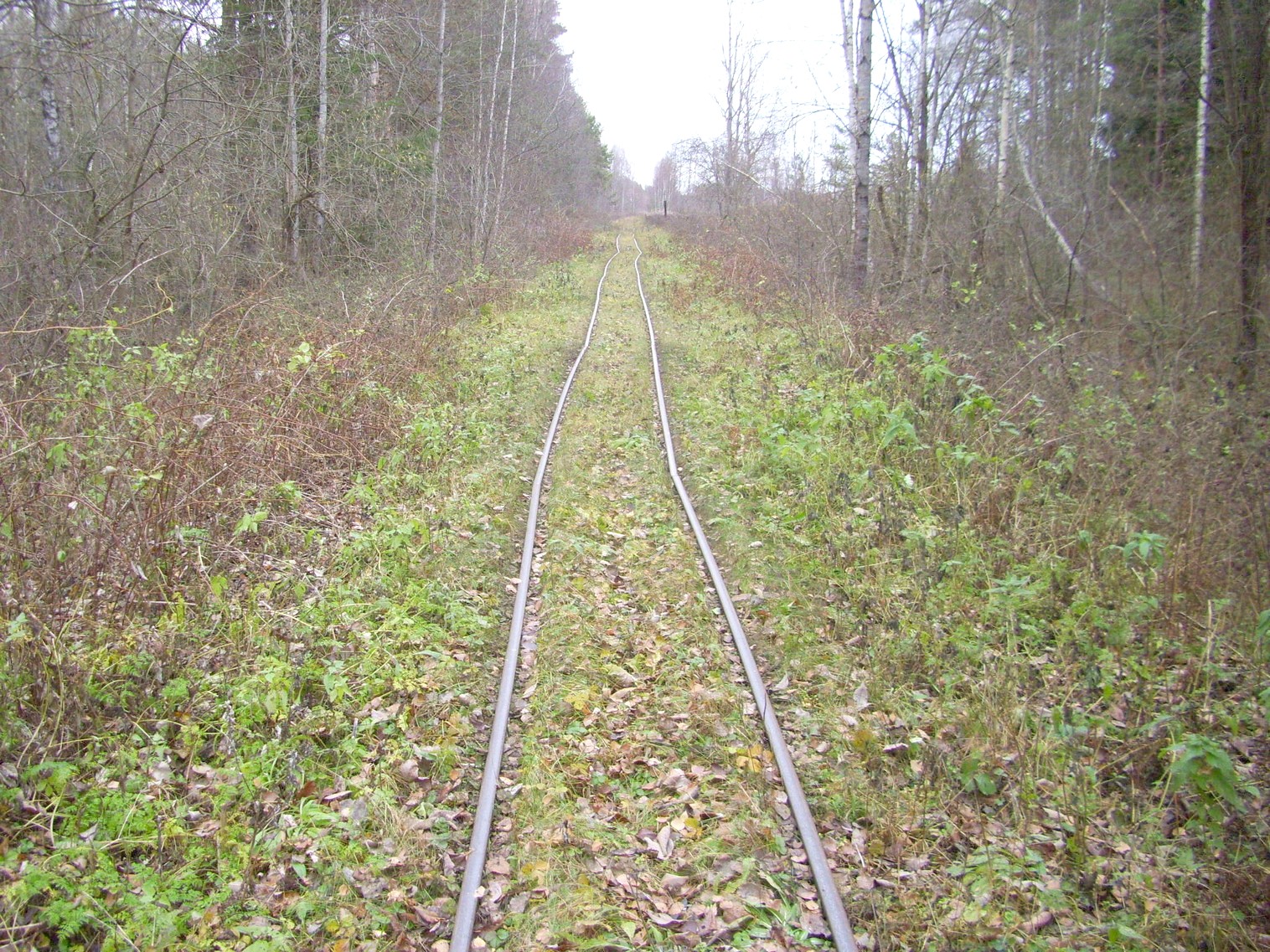 Узкоколейная  железная дорога торфопредприятия «Туршовка» —  фотографии, сделанные в 2011 году (часть 11)
