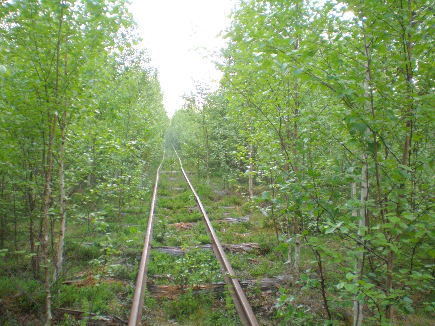 Пезмогская узкоколейная железная дорога  —  фотографии, сделанные в 2008 году (часть 8)