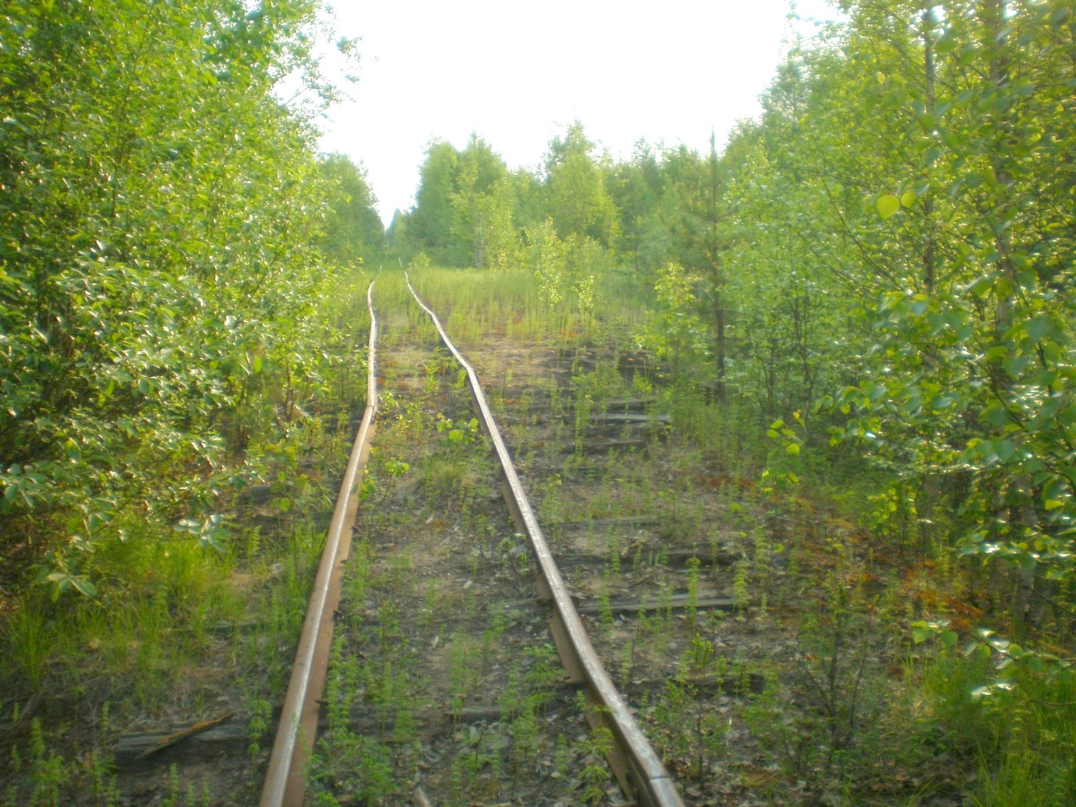 Пезмогская узкоколейная железная дорога  —  фотографии, сделанные в 2008 году (часть 9)
