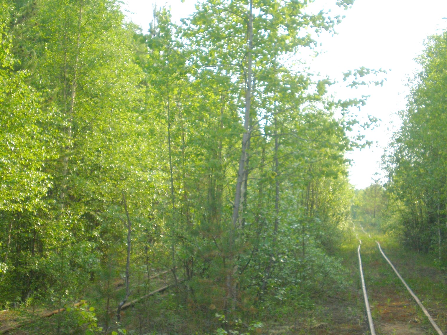 Пезмогская узкоколейная железная дорога  —  фотографии, сделанные в 2008 году (часть 10)