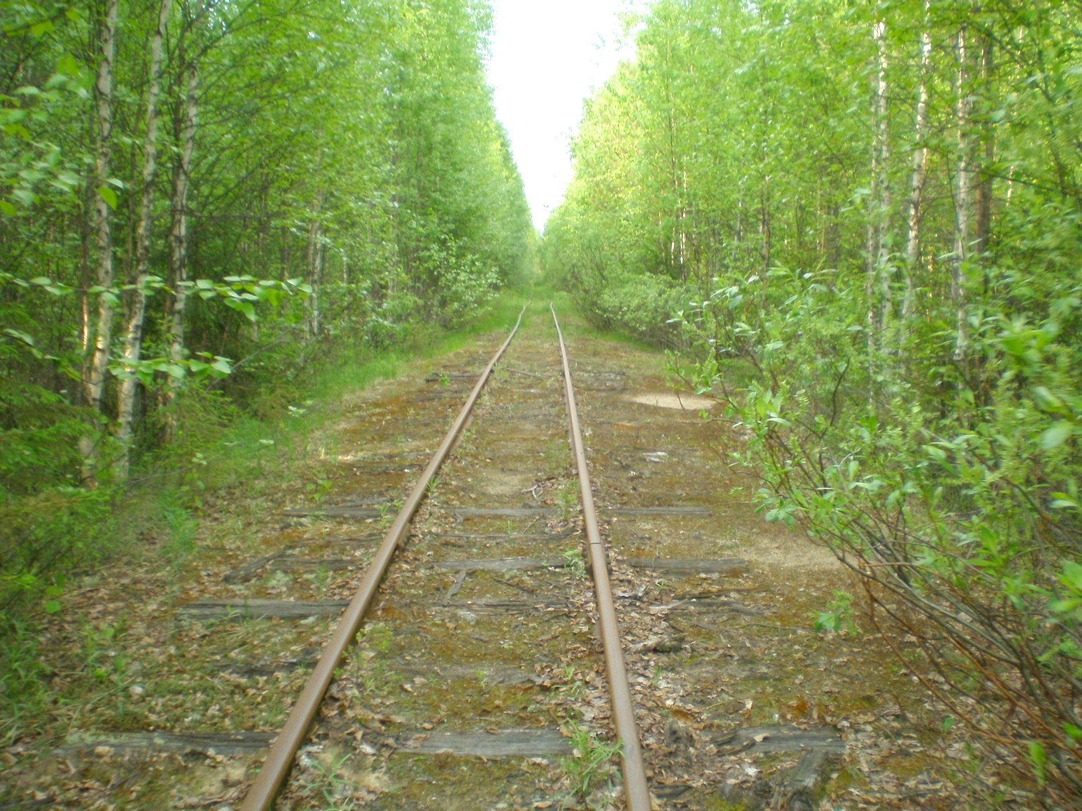 Пезмогская узкоколейная железная дорога  —  фотографии, сделанные в 2008 году (часть 11)