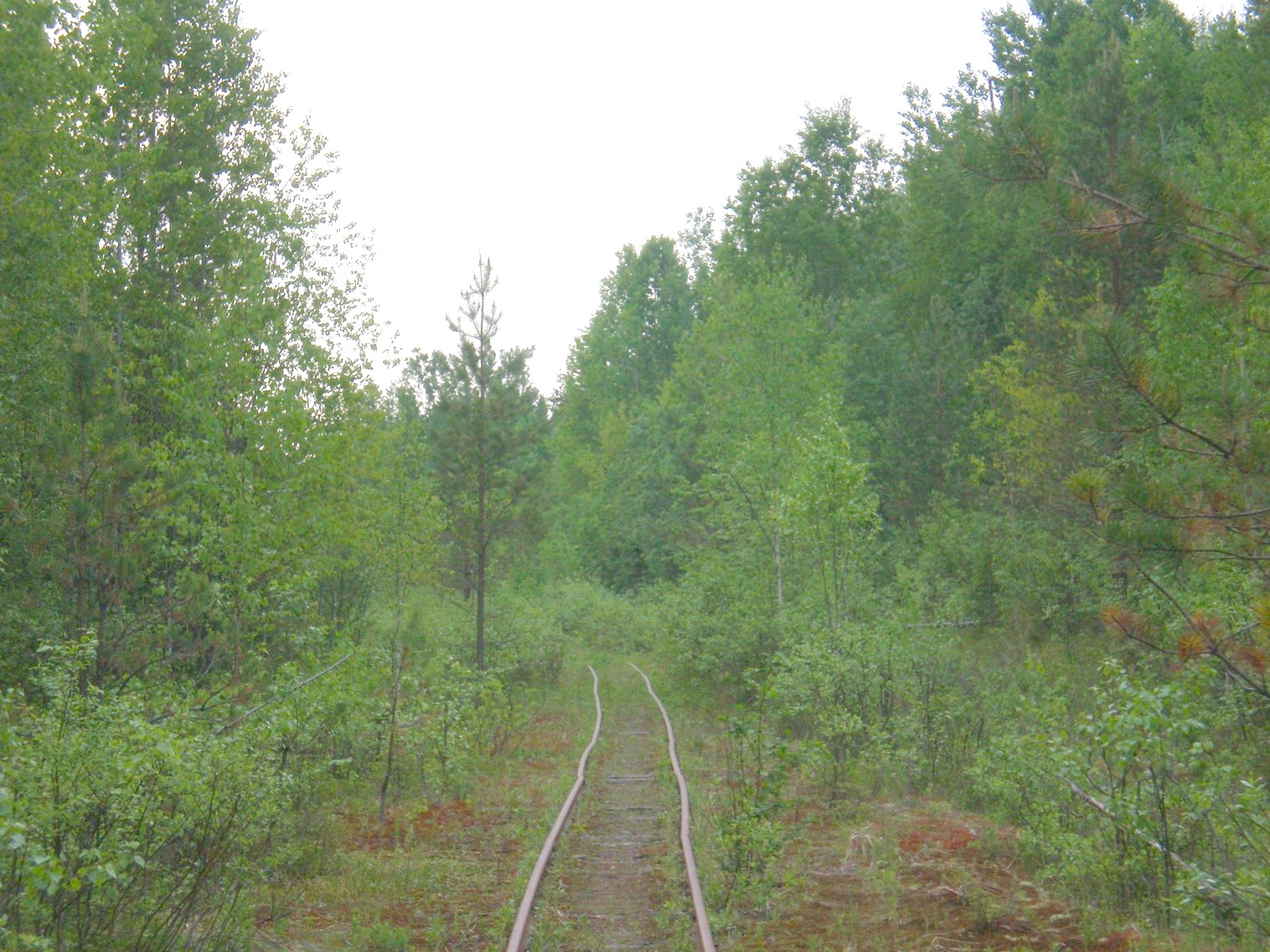 Пезмогская узкоколейная железная дорога  —  фотографии, сделанные в 2008 году (часть 12)