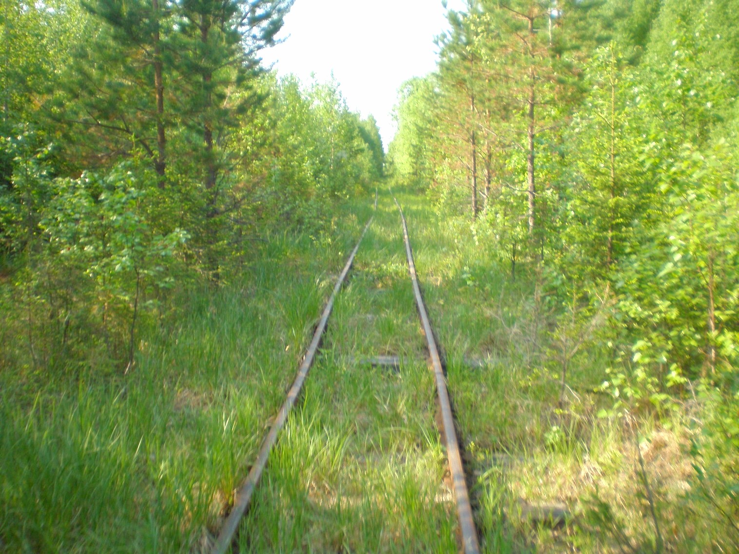 Пезмогская узкоколейная железная дорога  —  фотографии, сделанные в 2008 году (часть 13)