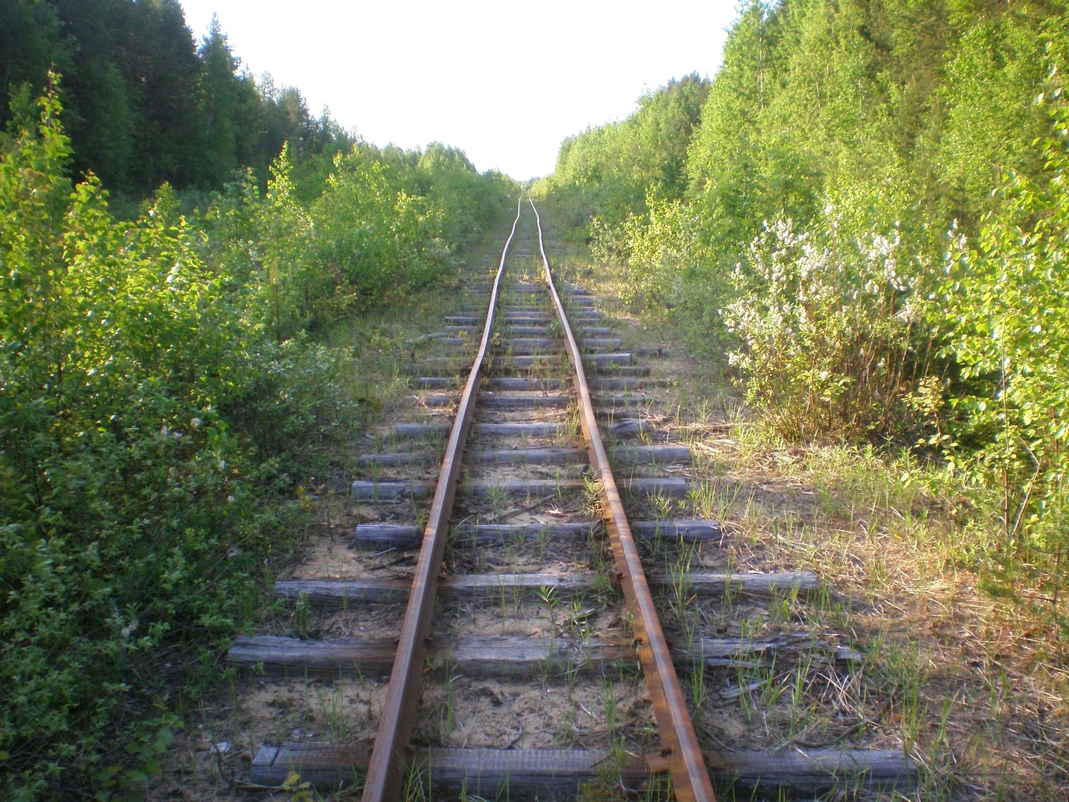 Пезмогская узкоколейная железная дорога  —  фотографии, сделанные в 2008 году (часть 5)