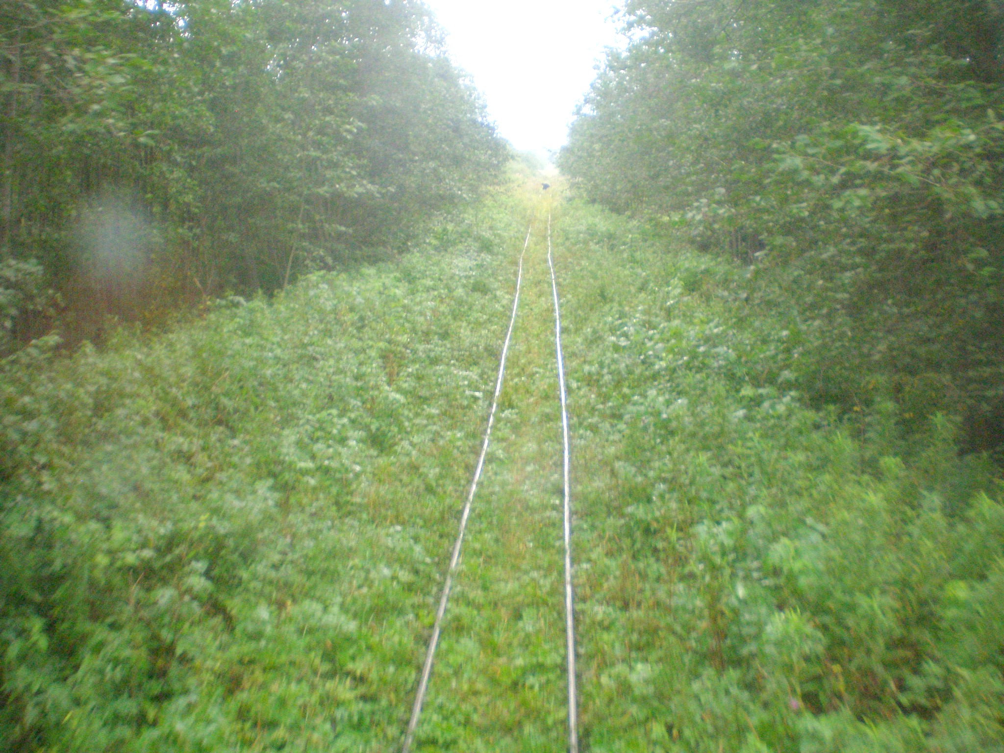 Репольская узкоколейная железная дорога — фотографии, сделанные в 2008 году (часть 2)
