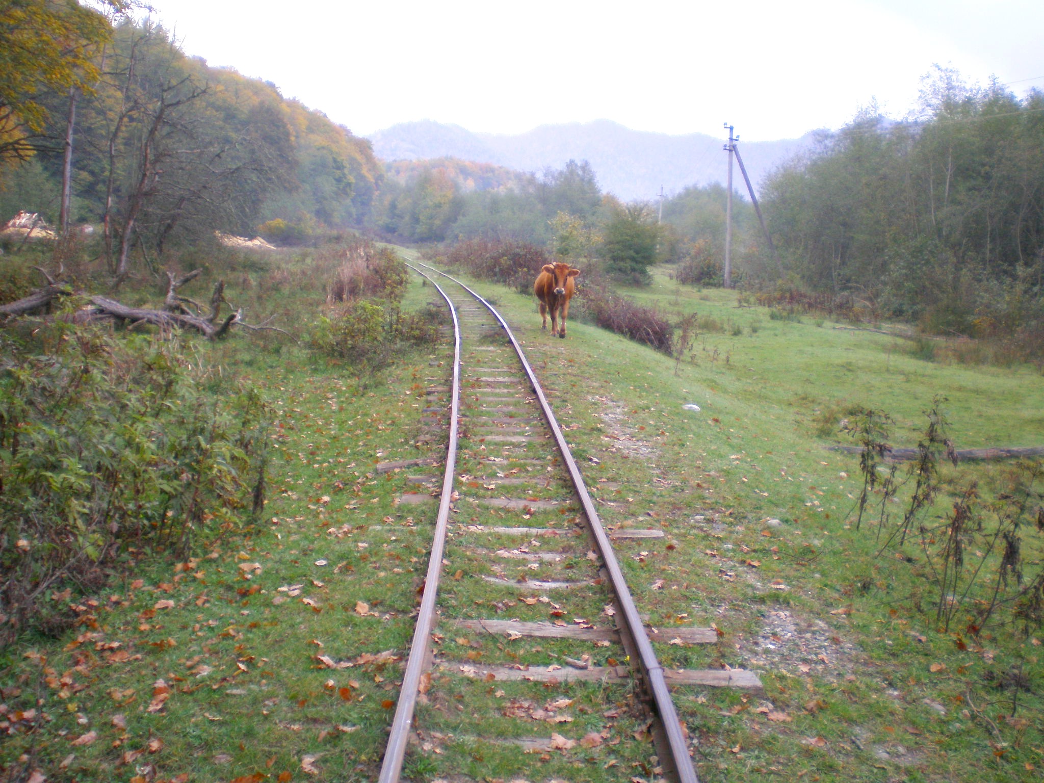 Апшеронская узкоколейная  железная дорога  —  фотографии, сделанные в 2007 году (часть 37)