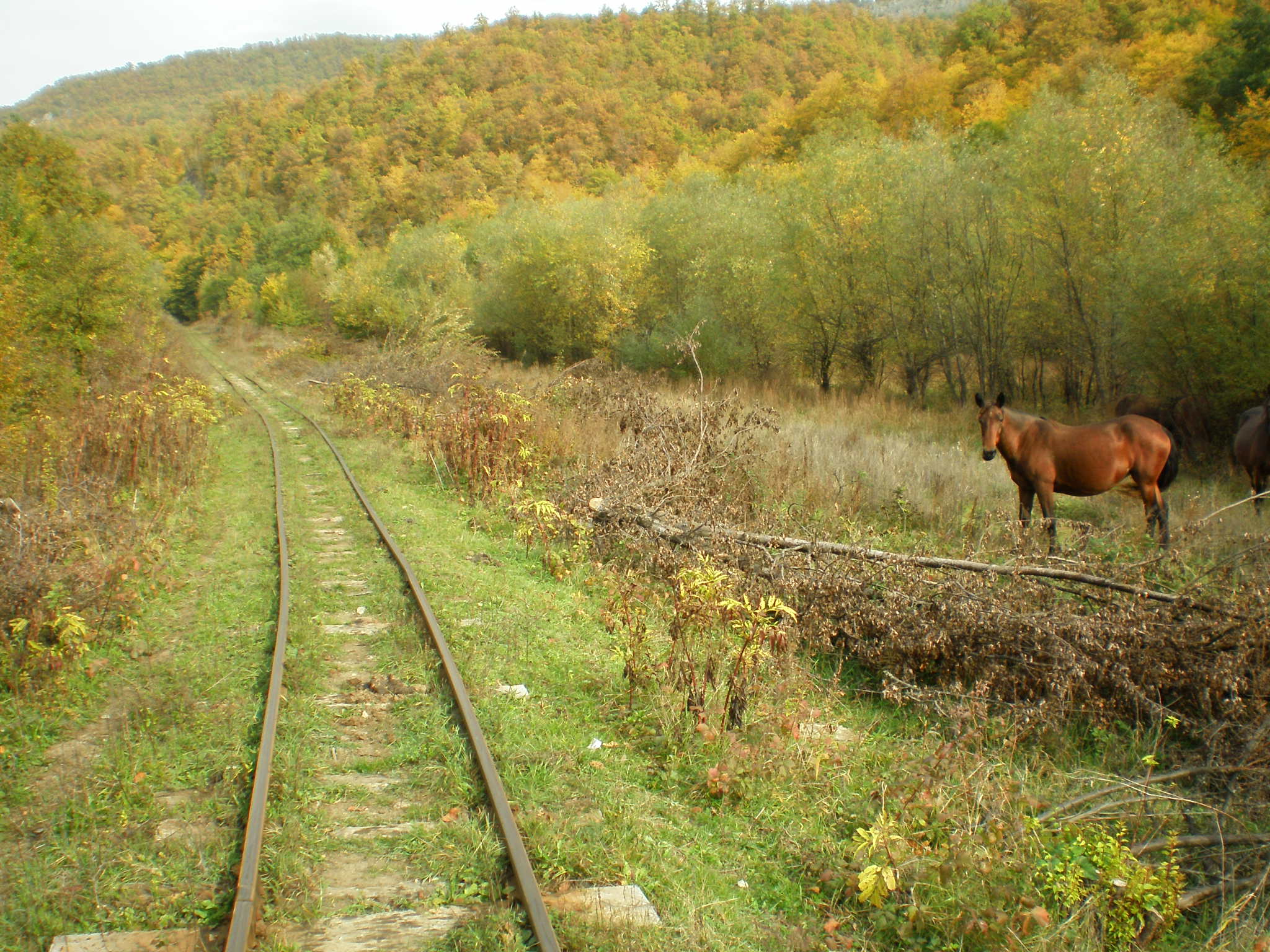 Апшеронская узкоколейная  железная дорога  —  фотографии, сделанные в 2007 году (часть 44)