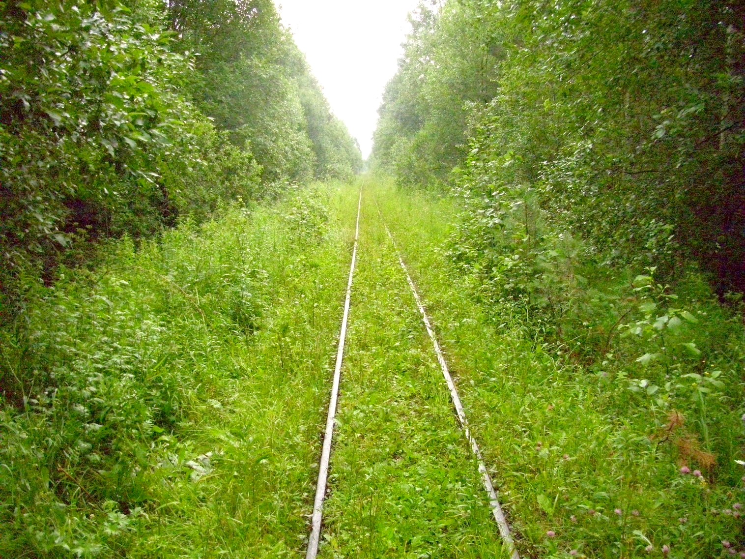 Узкоколейная железная дорога Заплюсского торфопредприятия — фотографии, сделанные в 2010 году (часть 8)