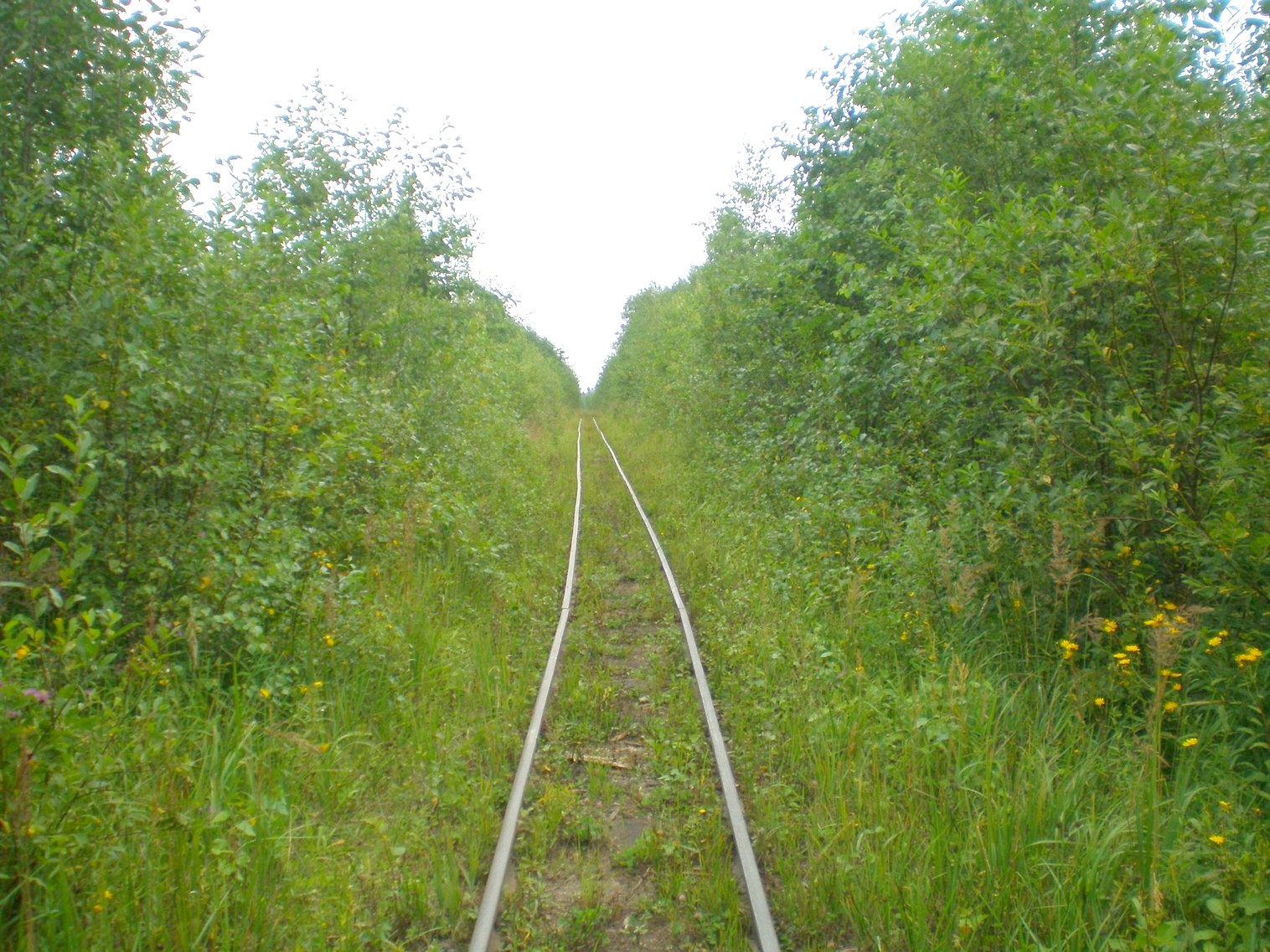 Митинская узкоколейная железная дорога 
  —  фотографии, сделанные в 2008 году (часть 11)