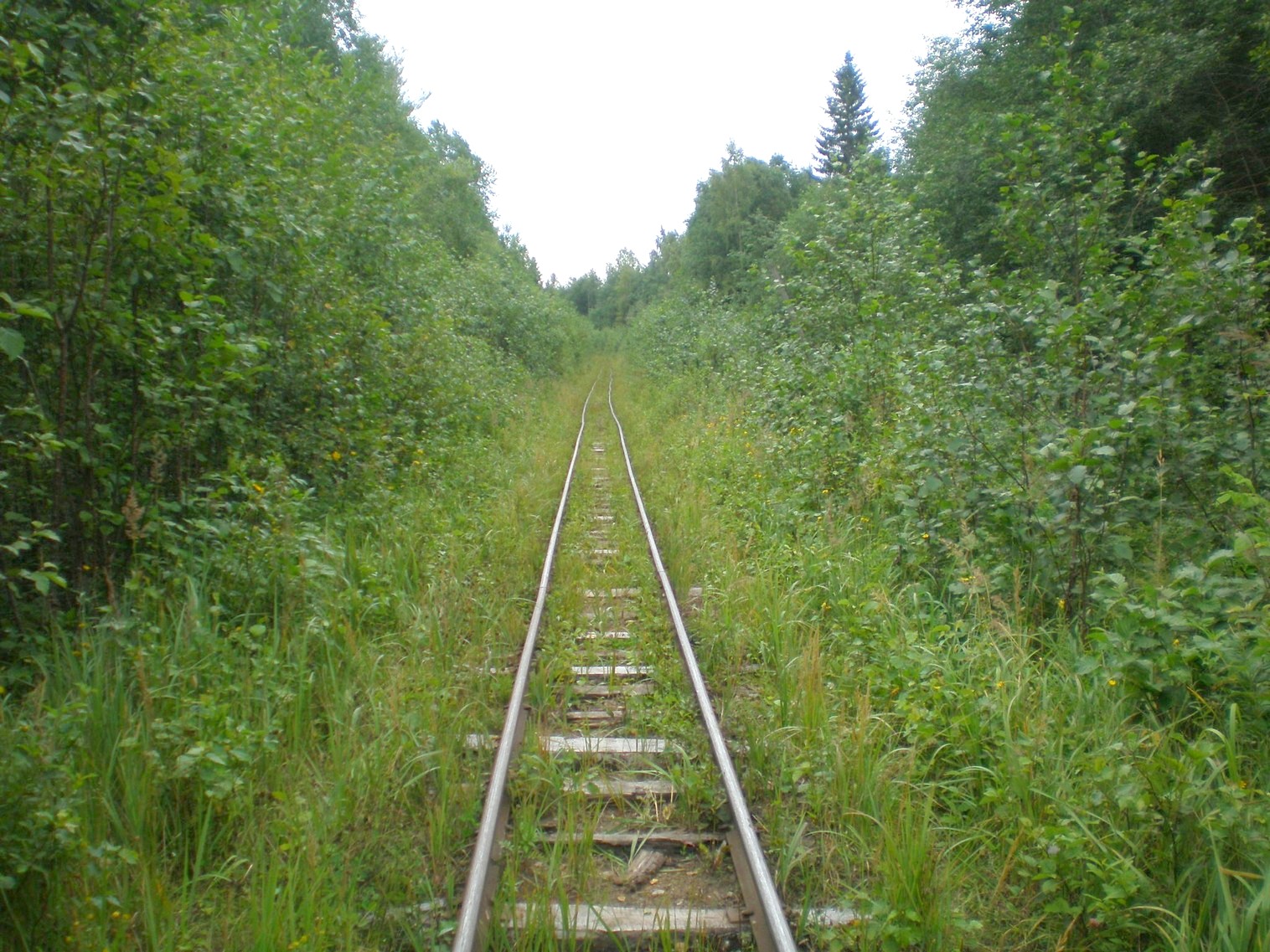 Митинская узкоколейная железная дорога 
  —  фотографии, сделанные в 2008 году (часть 14)