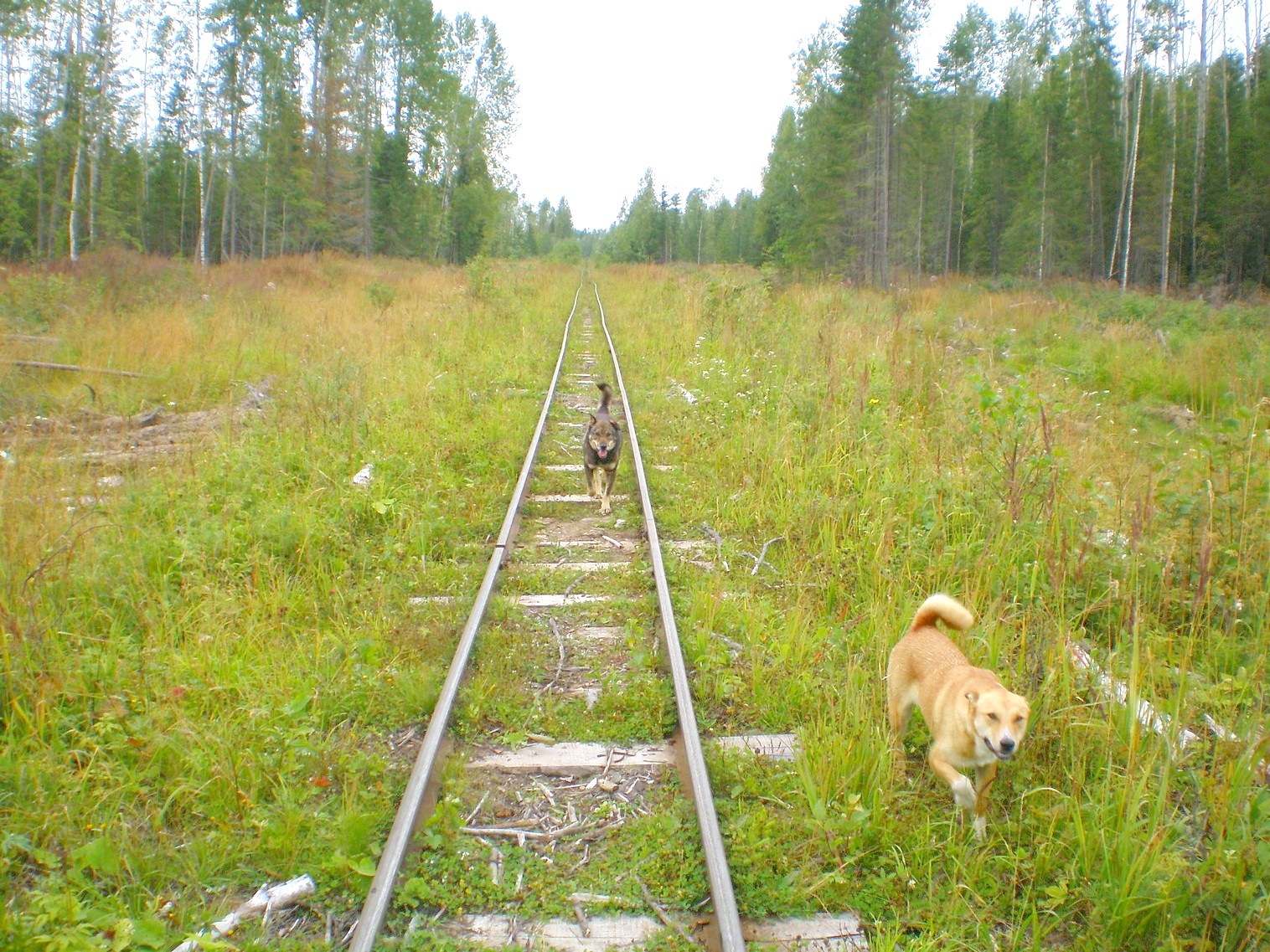 Митинская узкоколейная железная дорога 
  —  фотографии, сделанные в 2008 году (часть 19)