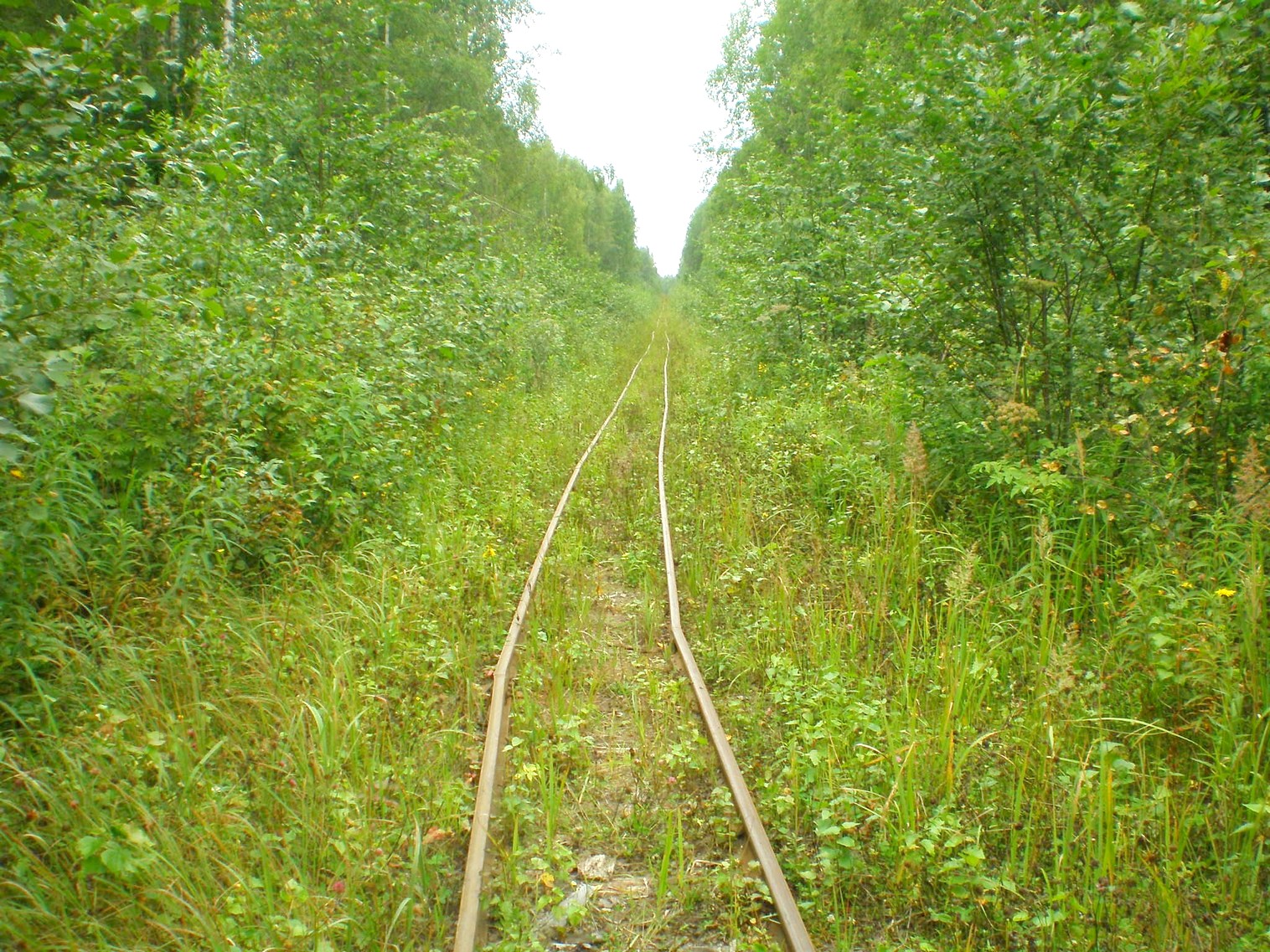 Митинская узкоколейная железная дорога 
  —  фотографии, сделанные в 2008 году (часть 21)