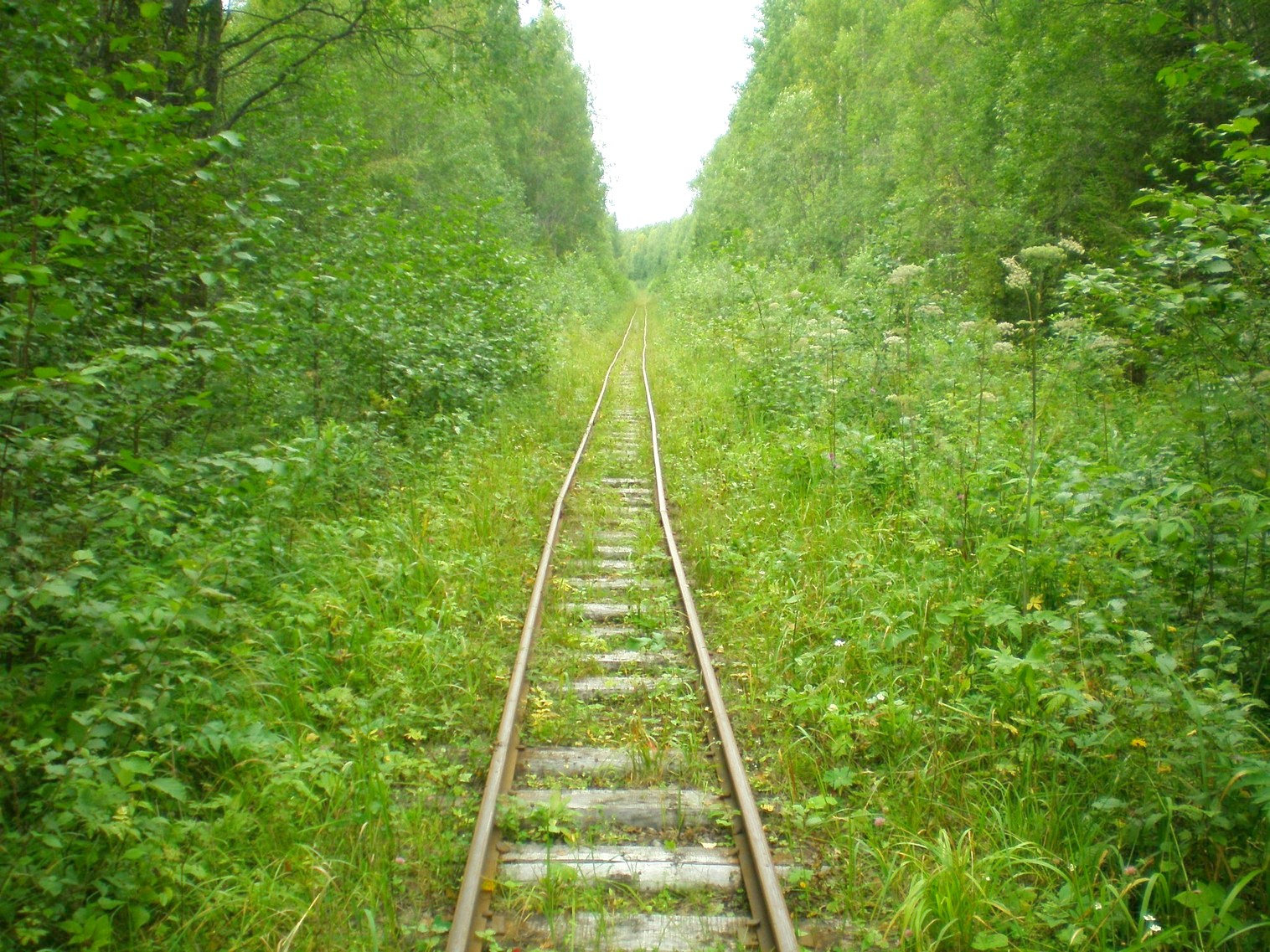 Митинская узкоколейная железная дорога 
  —  фотографии, сделанные в 2008 году (часть 22)