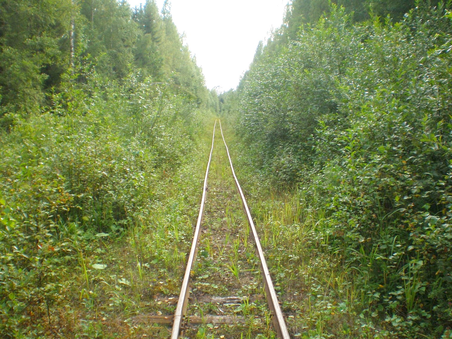 Митинская узкоколейная железная дорога 
  —  фотографии, сделанные в 2008 году (часть 24)