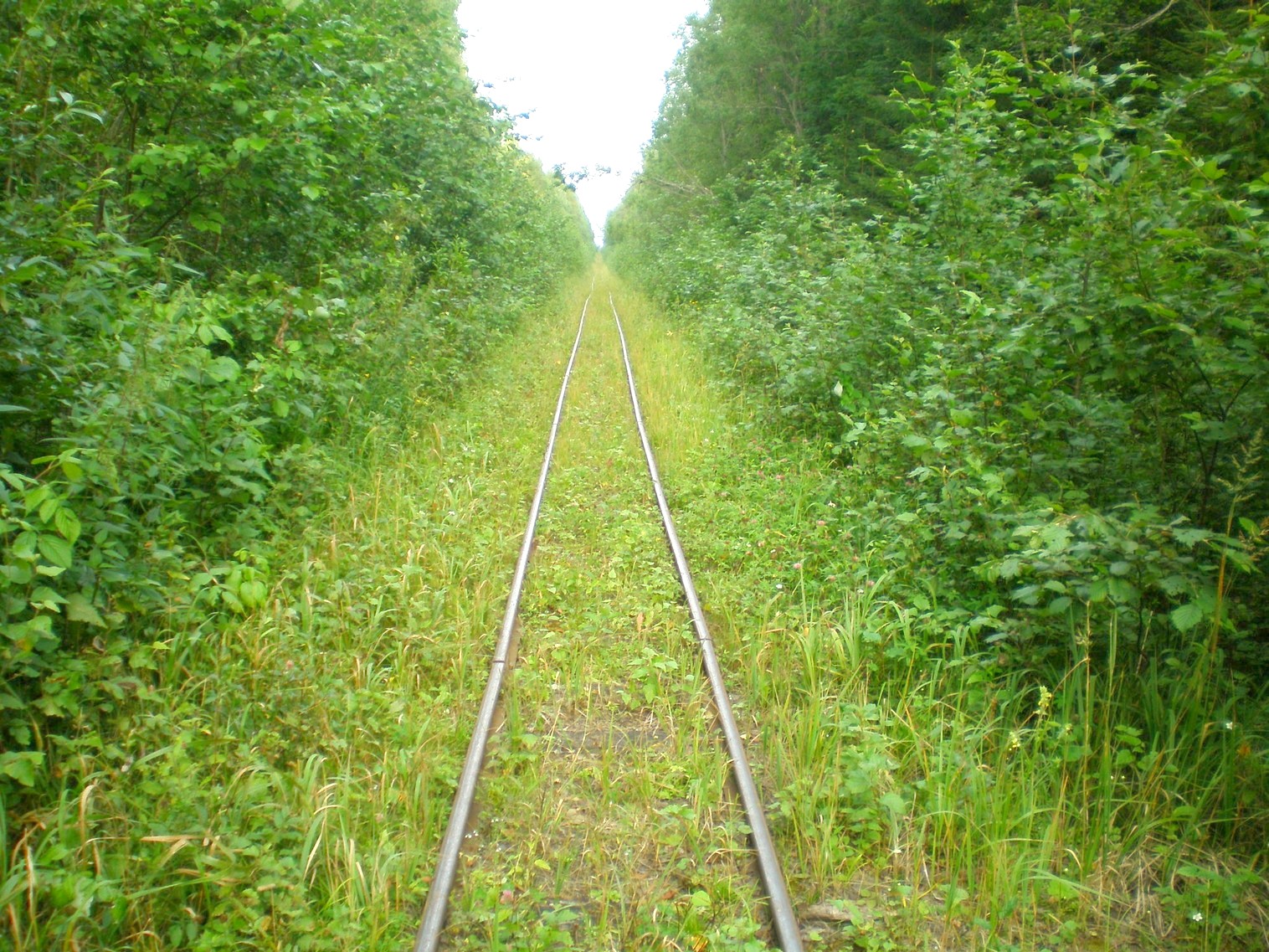 Митинская узкоколейная железная дорога 
  —  фотографии, сделанные в 2008 году (часть 25)