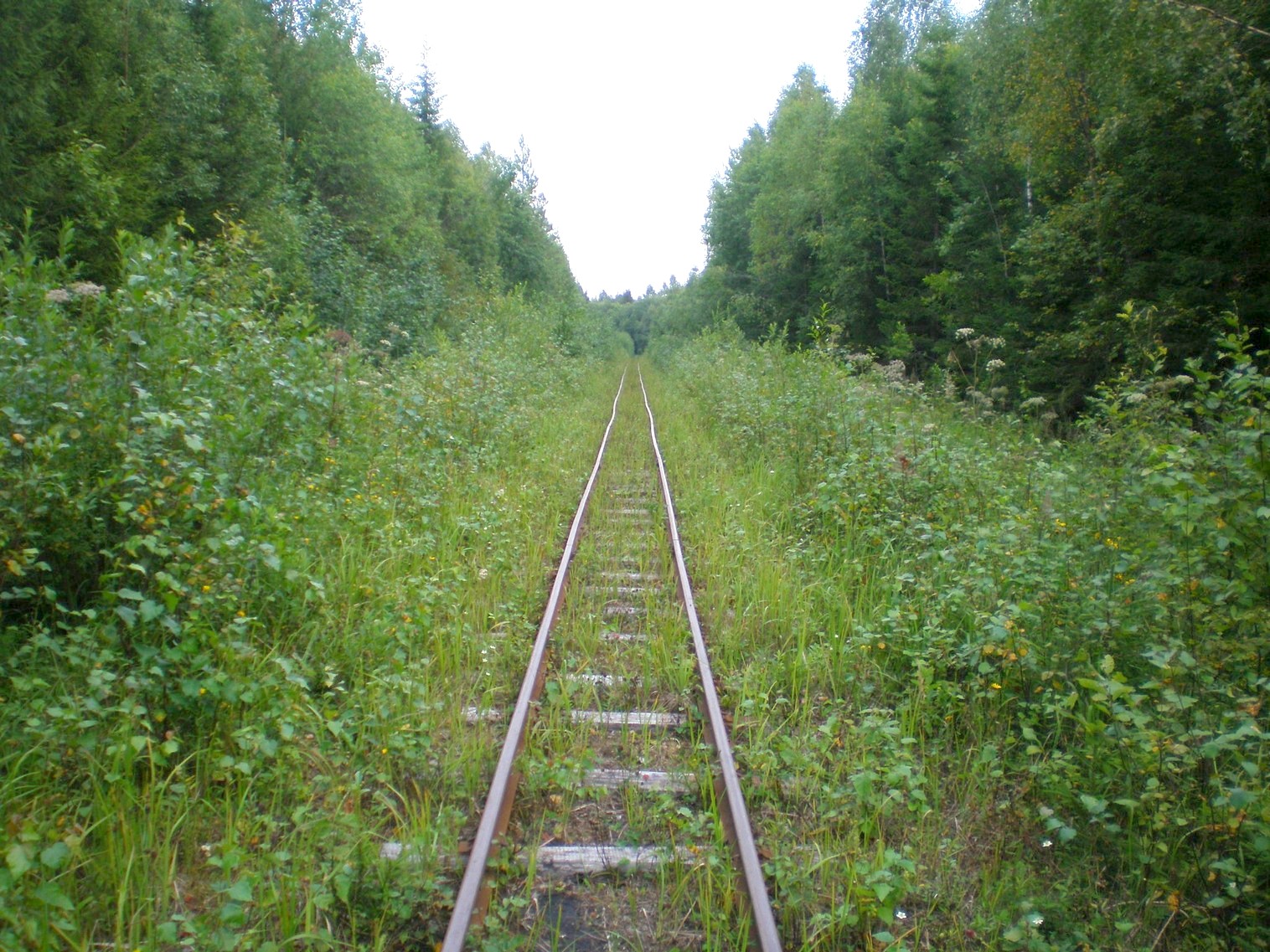 Митинская узкоколейная железная дорога 
  —  фотографии, сделанные в 2008 году (часть 26)