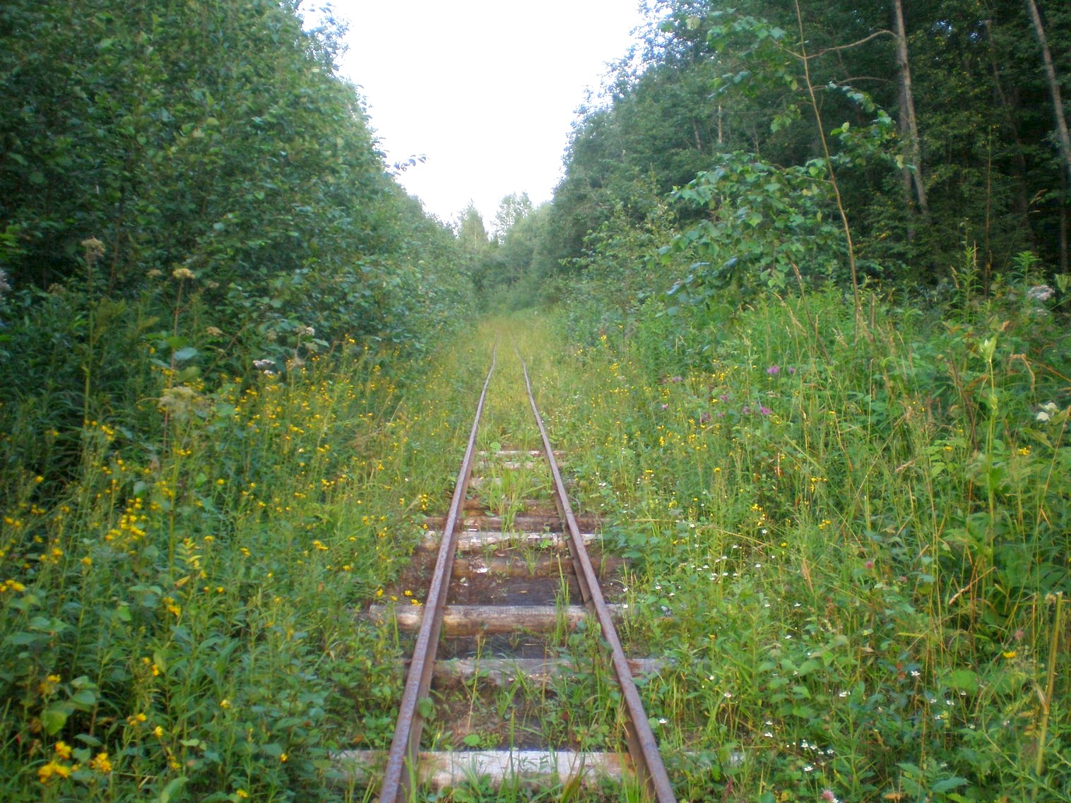 Митинская узкоколейная железная дорога 
  —  фотографии, сделанные в 2008 году (часть 27)