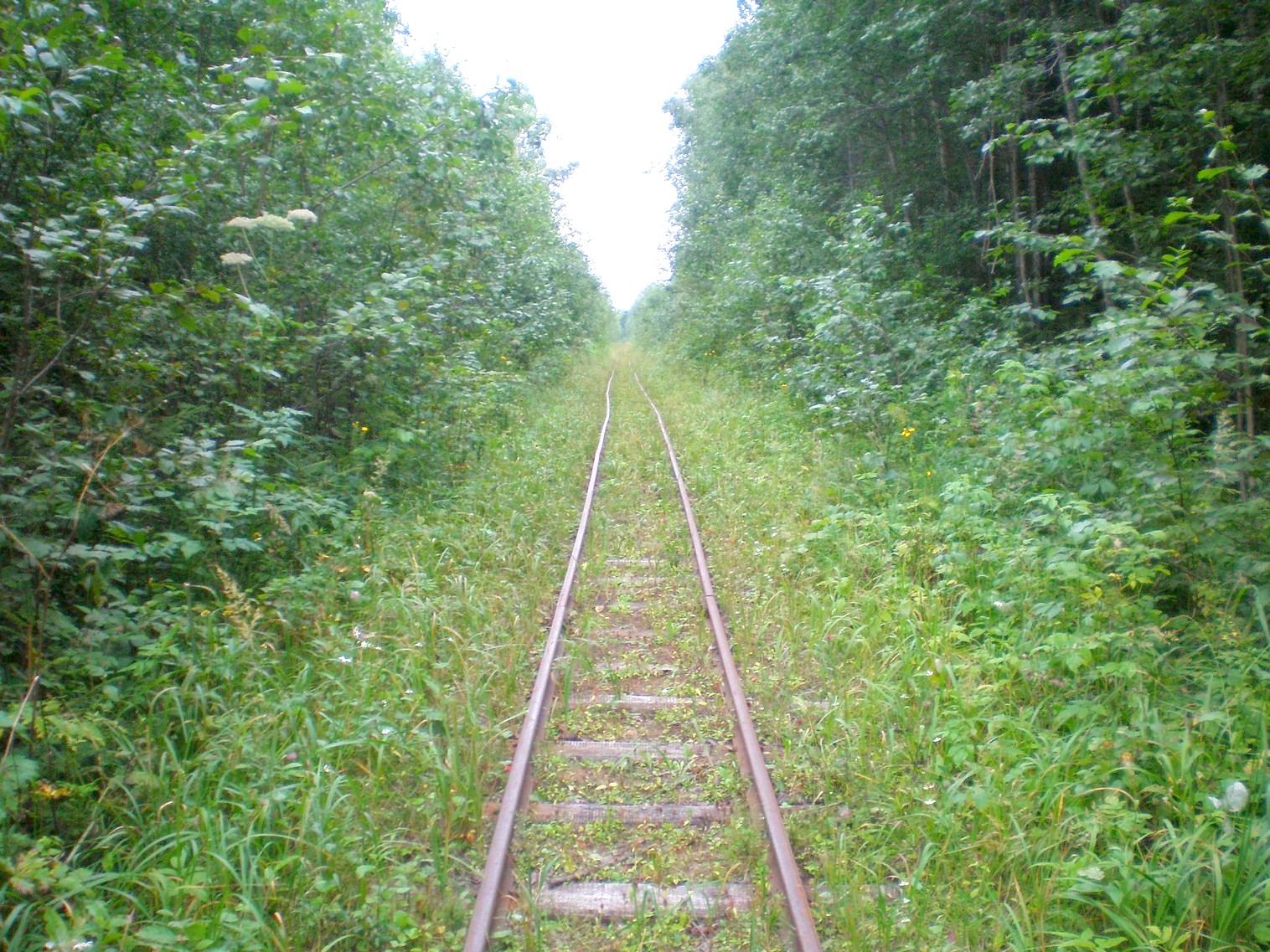 Митинская узкоколейная железная дорога 
  —  фотографии, сделанные в 2008 году (часть 29)