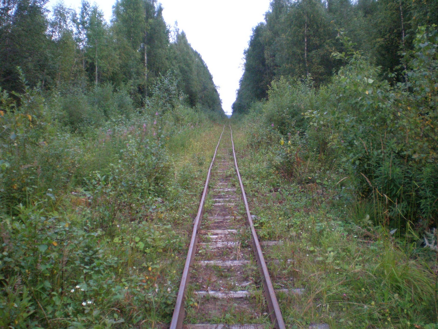 Митинская узкоколейная железная дорога 
  —  фотографии, сделанные в 2008 году (часть 30)