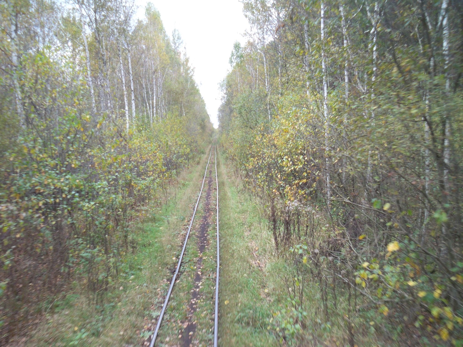 Узкоколейная  железная дорога Житковичского торфопредприятия  —  фотографии, сделанные в 2012 году (часть 6)