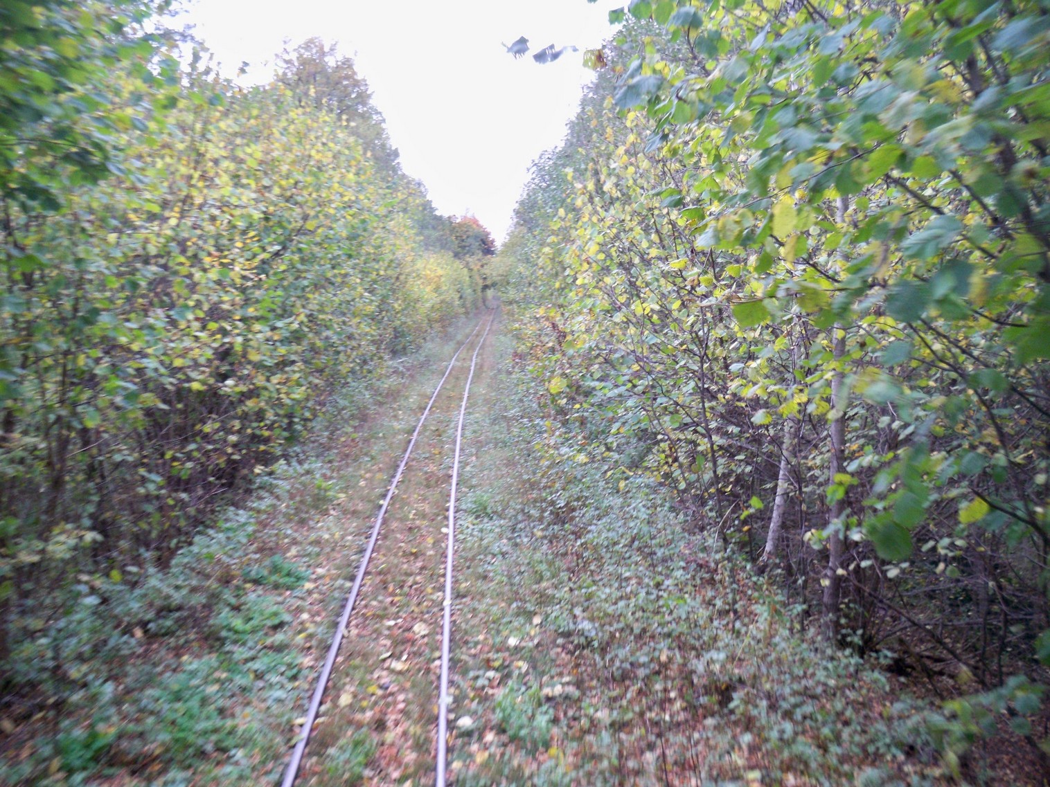 Узкоколейная  железная дорога Житковичского торфопредприятия  —  фотографии, сделанные в 2012 году (часть 7)