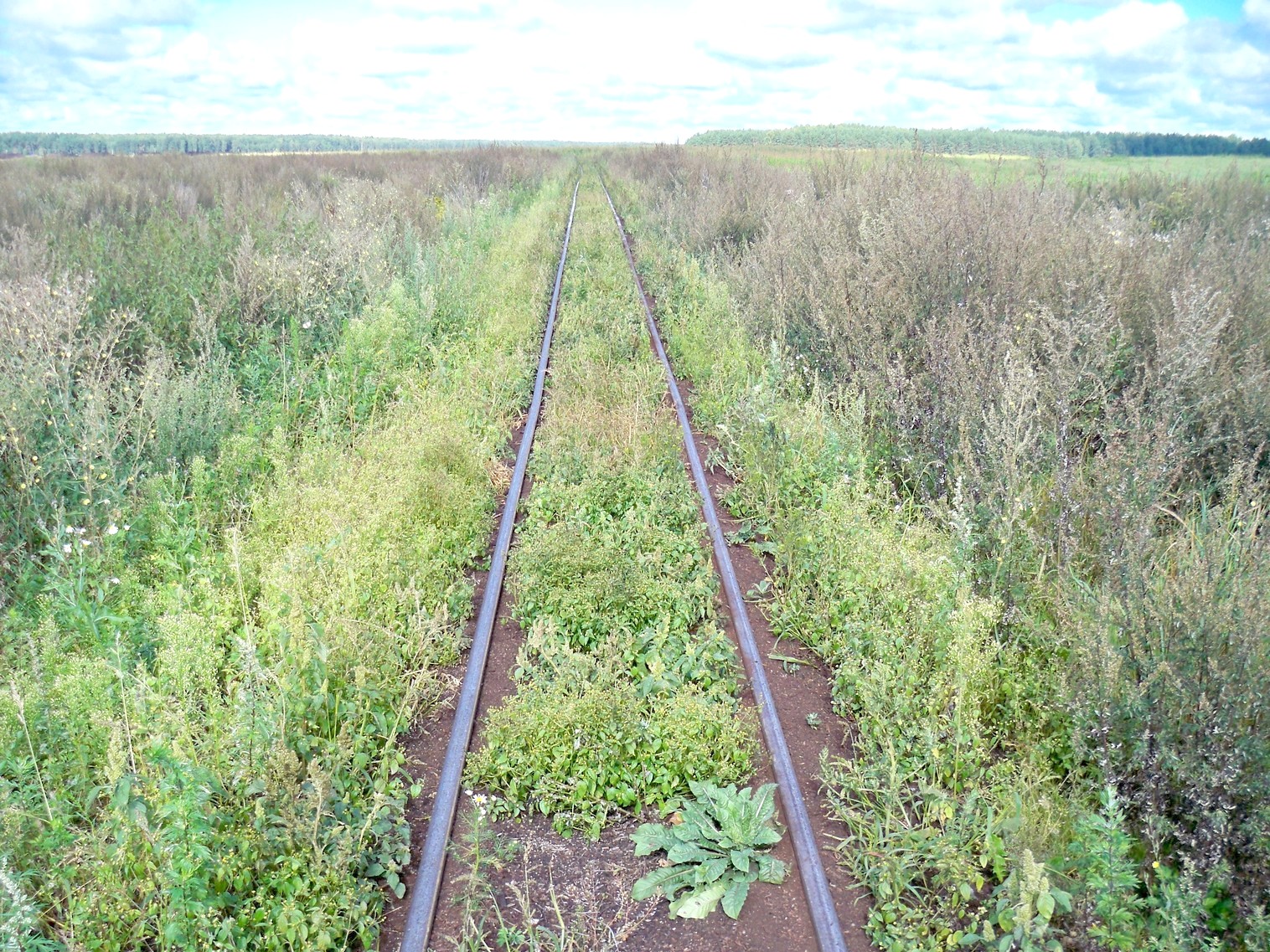 Узкоколейная  железная дорога Нёманского торфопредприятия  —  фотографии, сделанные в 2013 году (часть 8)