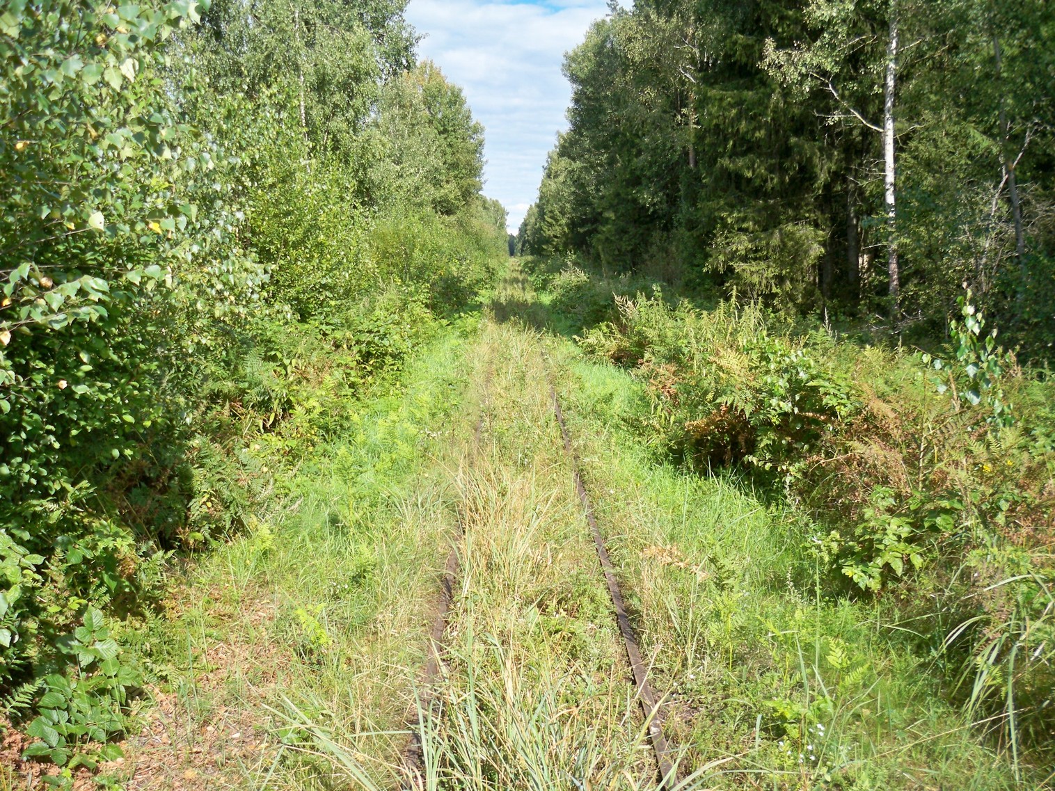 Узкоколейная  железная дорога Нёманского торфопредприятия  —  фотографии, сделанные в 2013 году (часть 16)