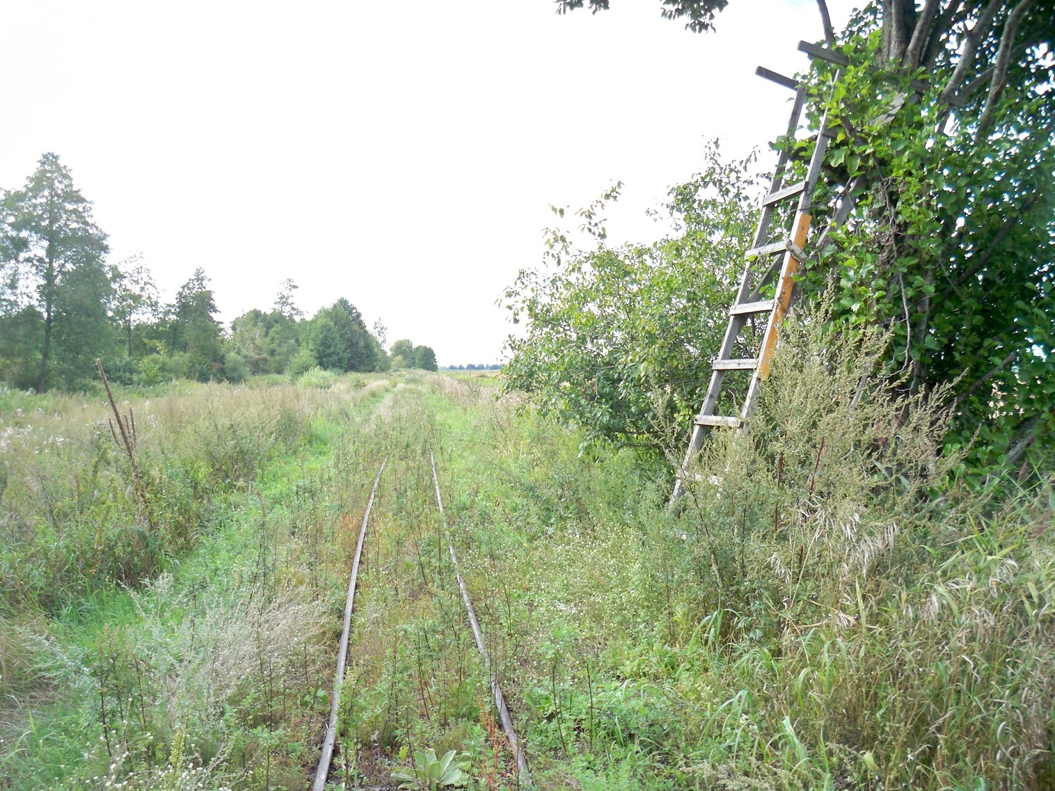 Узкоколейная  железная дорога Нёманского торфопредприятия  —  фотографии, сделанные в 2013 году (часть 18)