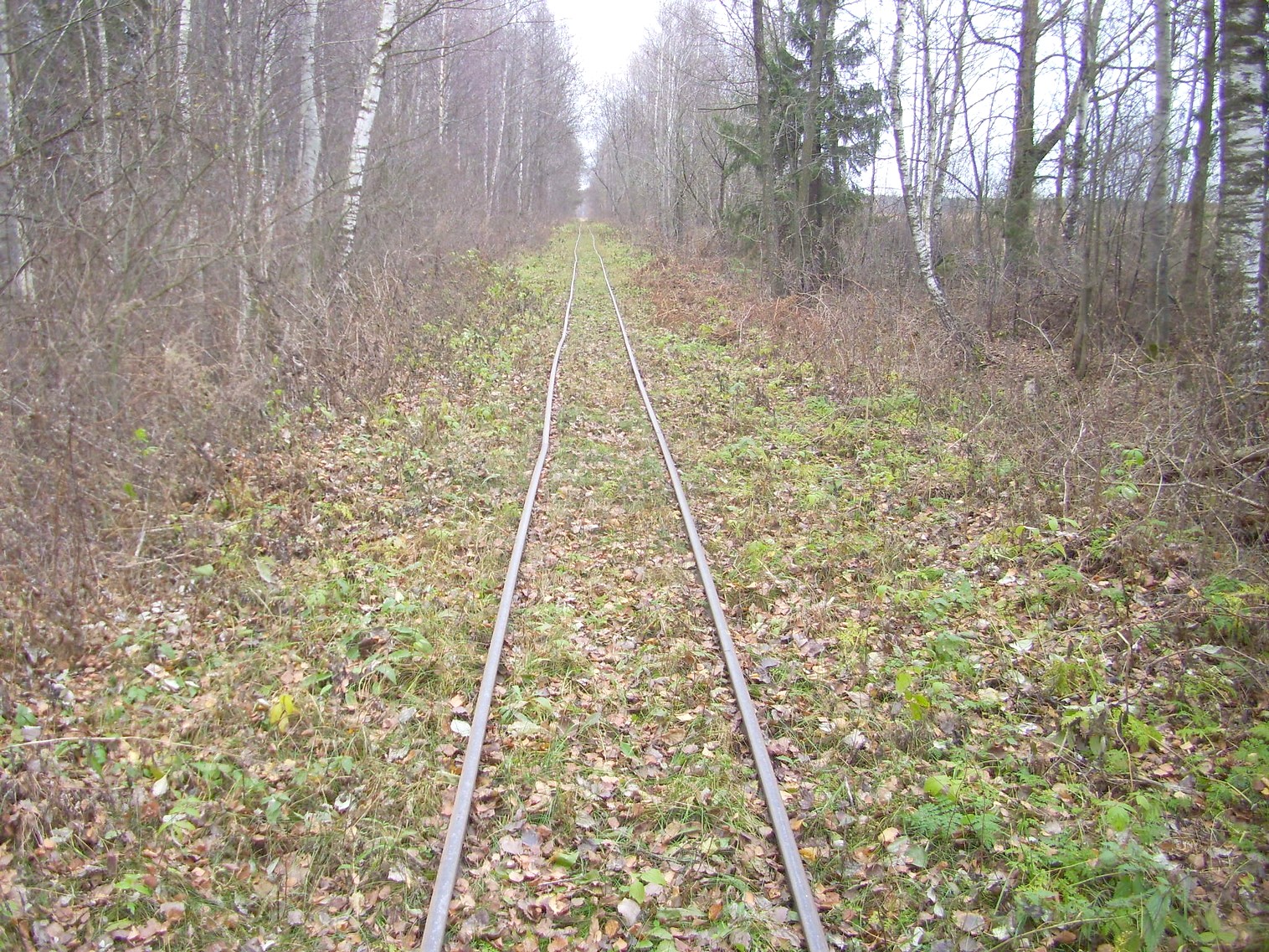 Узкоколейная  железная дорога торфопредприятия «Туршовка» —  фотографии, сделанные в 2011 году (часть 9)
