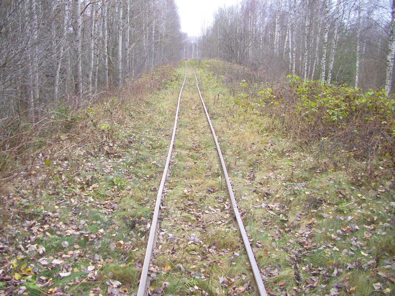 Узкоколейная  железная дорога торфопредприятия «Туршовка» —  фотографии, сделанные в 2011 году (часть 10)