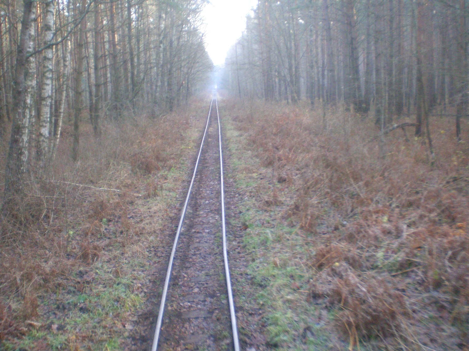 Узкоколейная железная дорога торфопредприятия «Вертелишки» — фотографии, сделанные в 2008 году (часть 9)