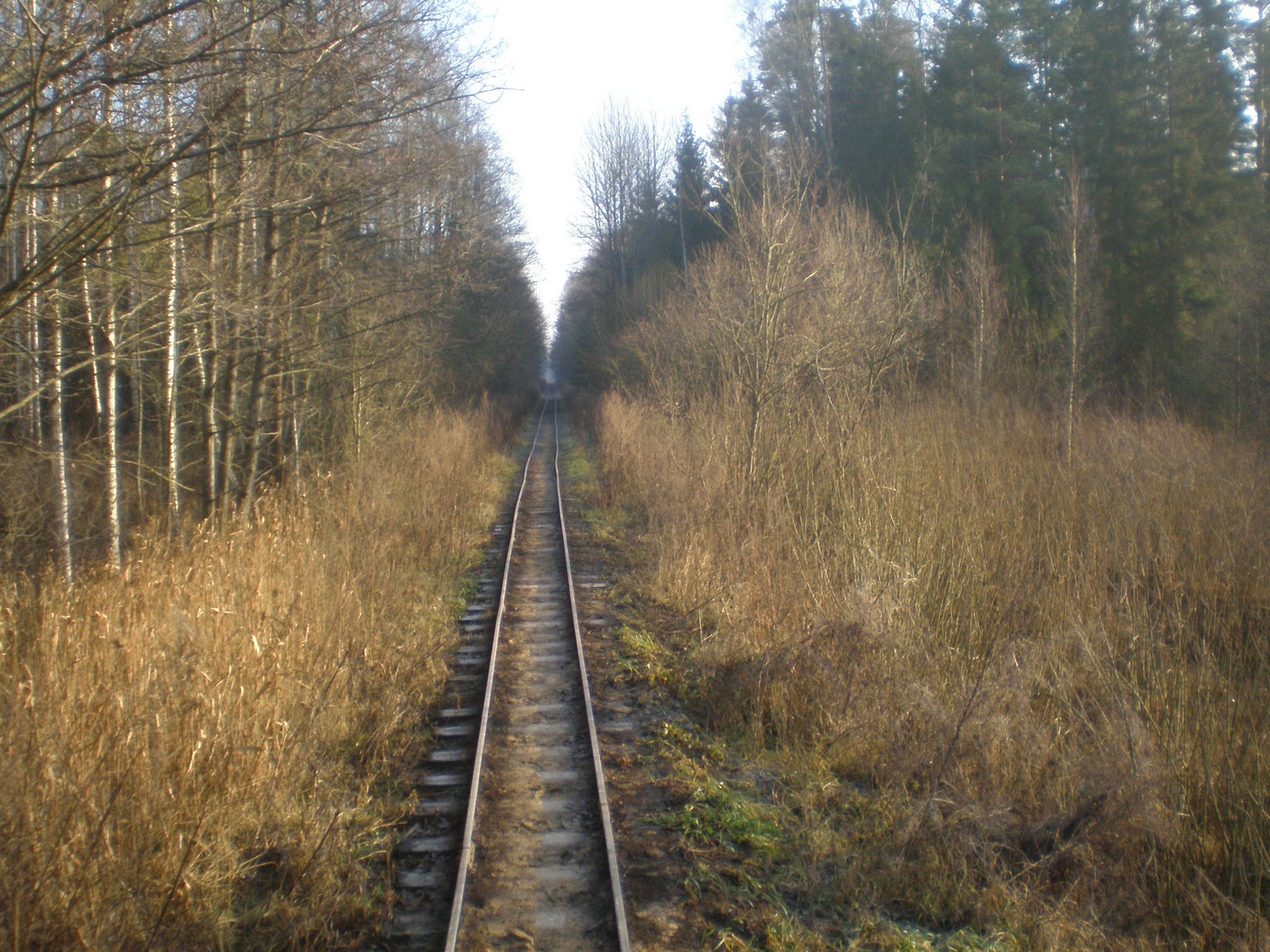 Узкоколейная железная дорога торфопредприятия «Вертелишки» — фотографии, сделанные в 2008 году (часть 11)