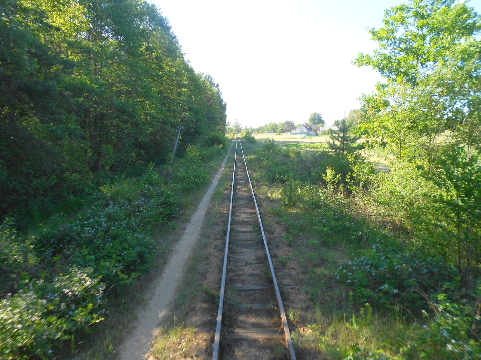 Узкоколейная железная дорога Антоновка — Заречное — фотографии, сделанные в 2016 году (часть 9)