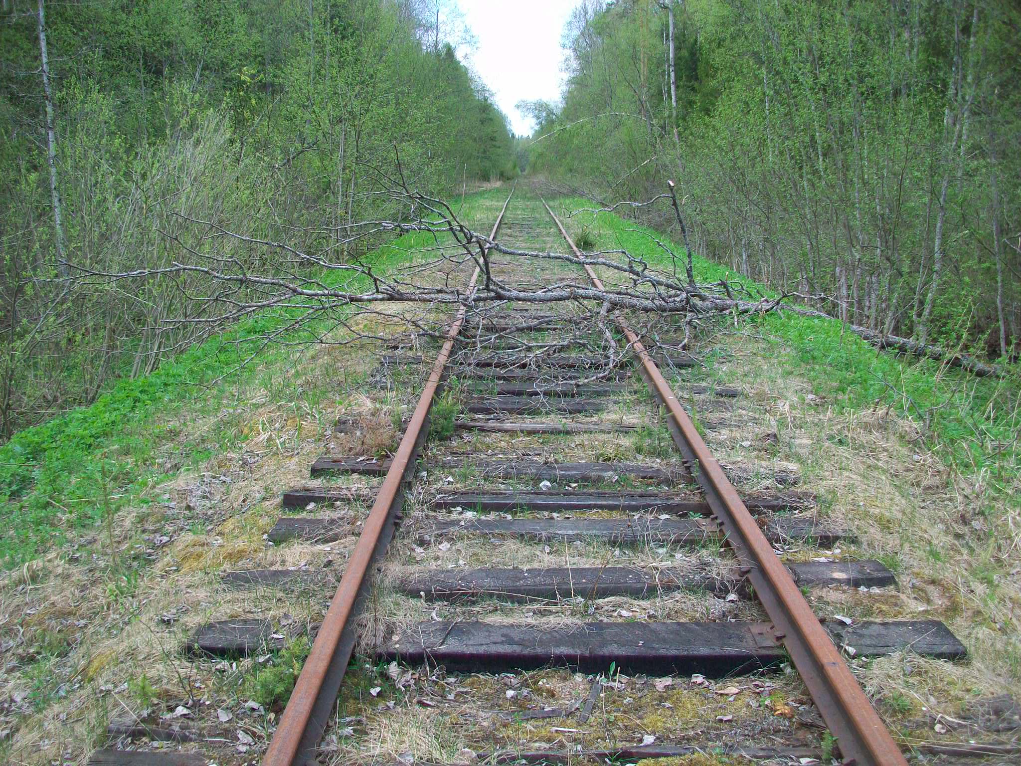 Железнодорожная линия Валдай — Крестцы 
  —  фотографии, сделанные в 2015 году (часть 33)
