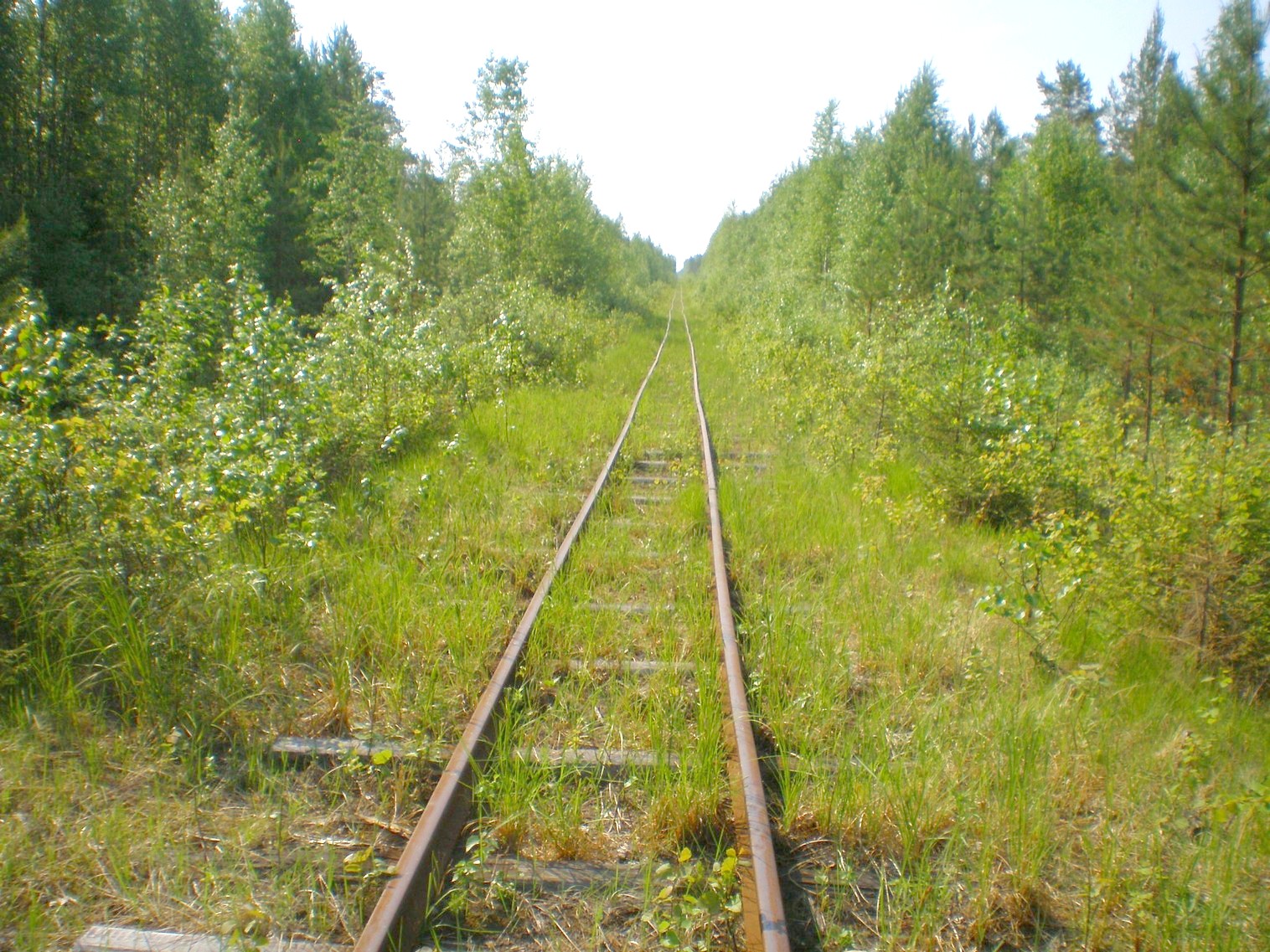 Пезмогская узкоколейная железная дорога  —  фотографии, сделанные в 2008 году (часть 15)