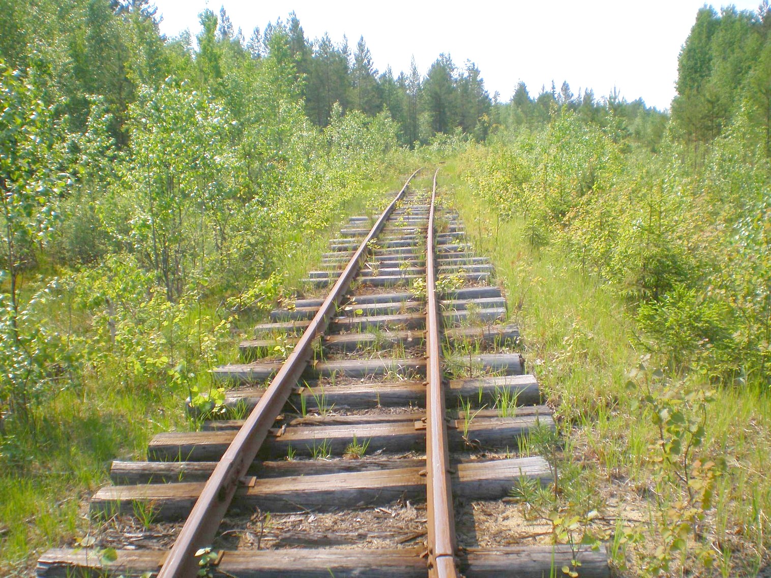 Пезмогская узкоколейная железная дорога  —  фотографии, сделанные в 2008 году (часть 16)