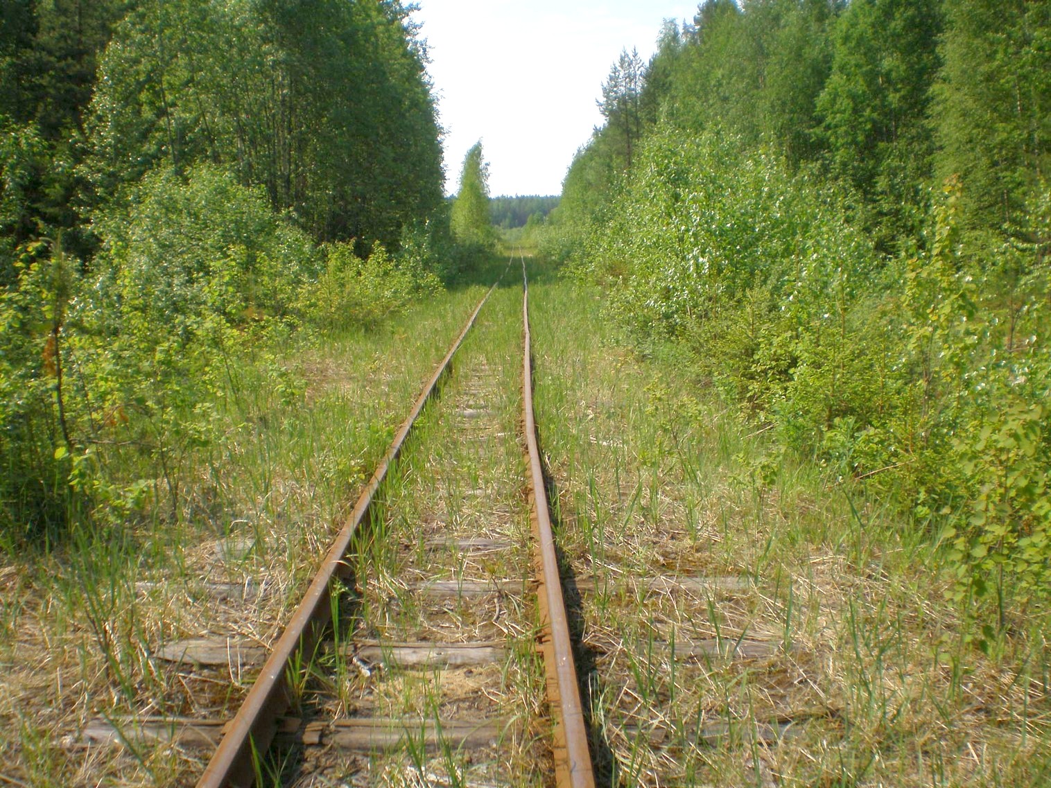 Пезмогская узкоколейная железная дорога  —  фотографии, сделанные в 2008 году (часть 17)