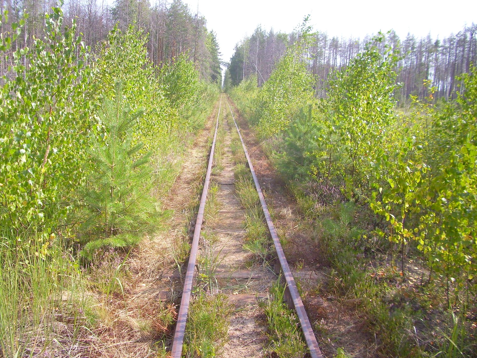 Рязанско-Владимирская узкоколейная железная дорога — фотографии, сделанные в 2011 году (часть 11)