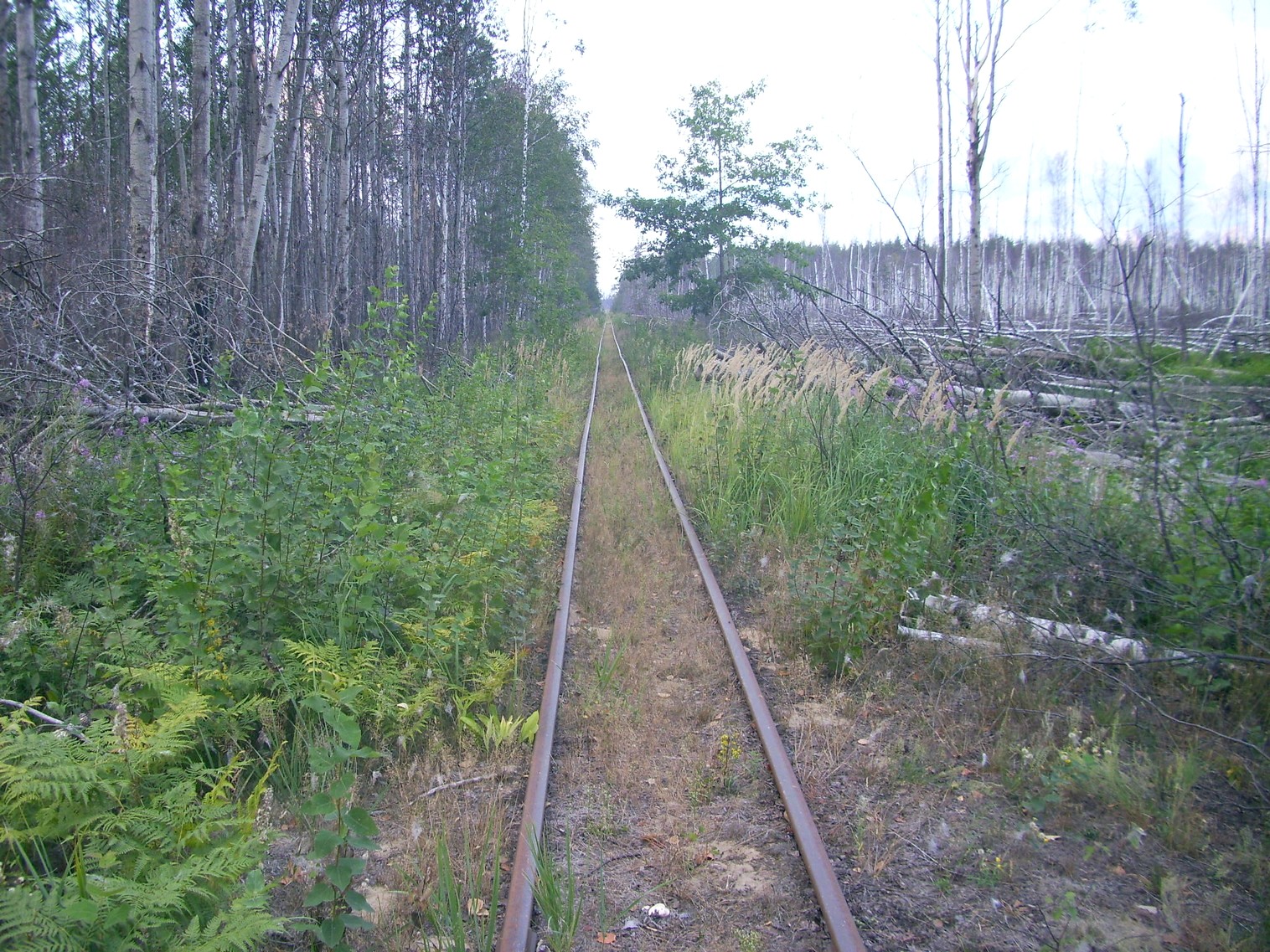 Рязанско-Владимирская узкоколейная железная дорога — фотографии, сделанные в 2011 году (часть 16)
