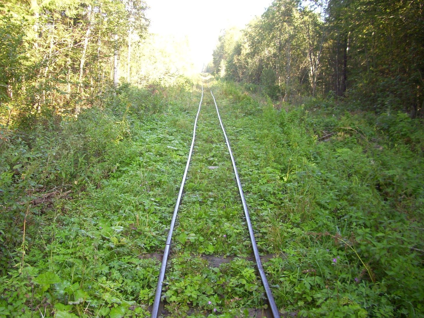 Кневицкая узкоколейная железная дорога — фотографии, сделанные в 2011 году (часть 17)