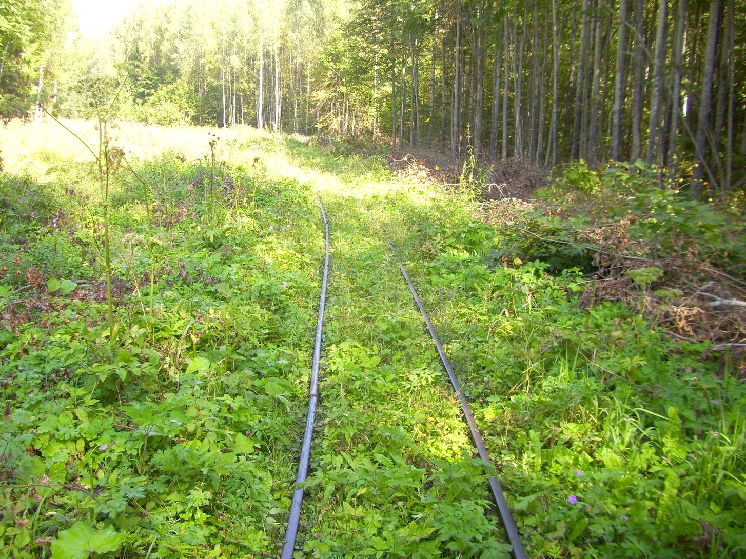 Кневицкая узкоколейная железная дорога — фотографии, сделанные в 2011 году (часть 21)