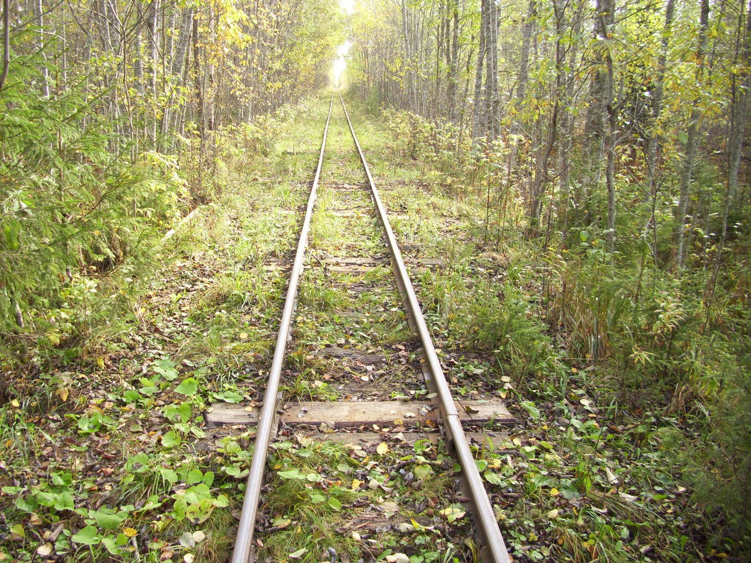 Семигородняя узкоколейная железная дорога
  —  фотографии, сделанные в 2010 году (часть 6)