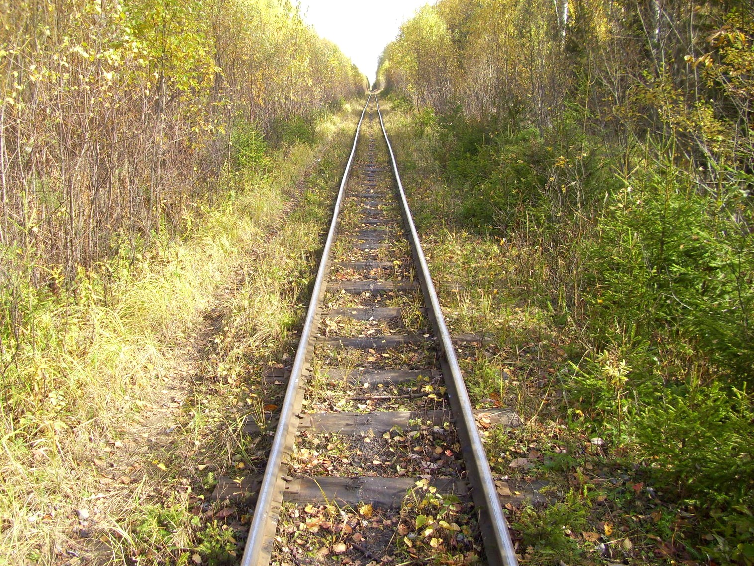 Семигородняя узкоколейная железная дорога
  —  фотографии, сделанные в 2010 году (часть 16)