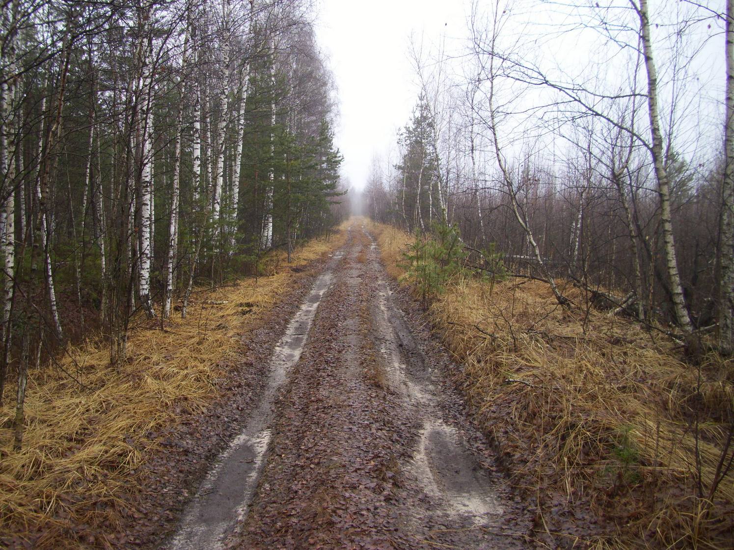 Узкоколейная железная дорога Метенинского торфопредприятия — фотографии, сделанные в 2009 году (часть 2)