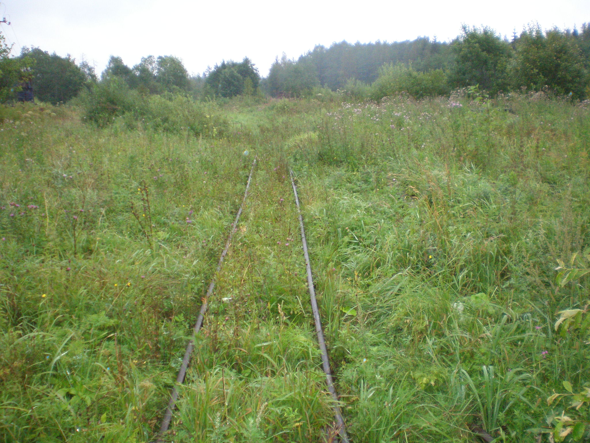 Репольская узкоколейная железная дорога — фотографии, сделанные в 2008 году (часть 8)