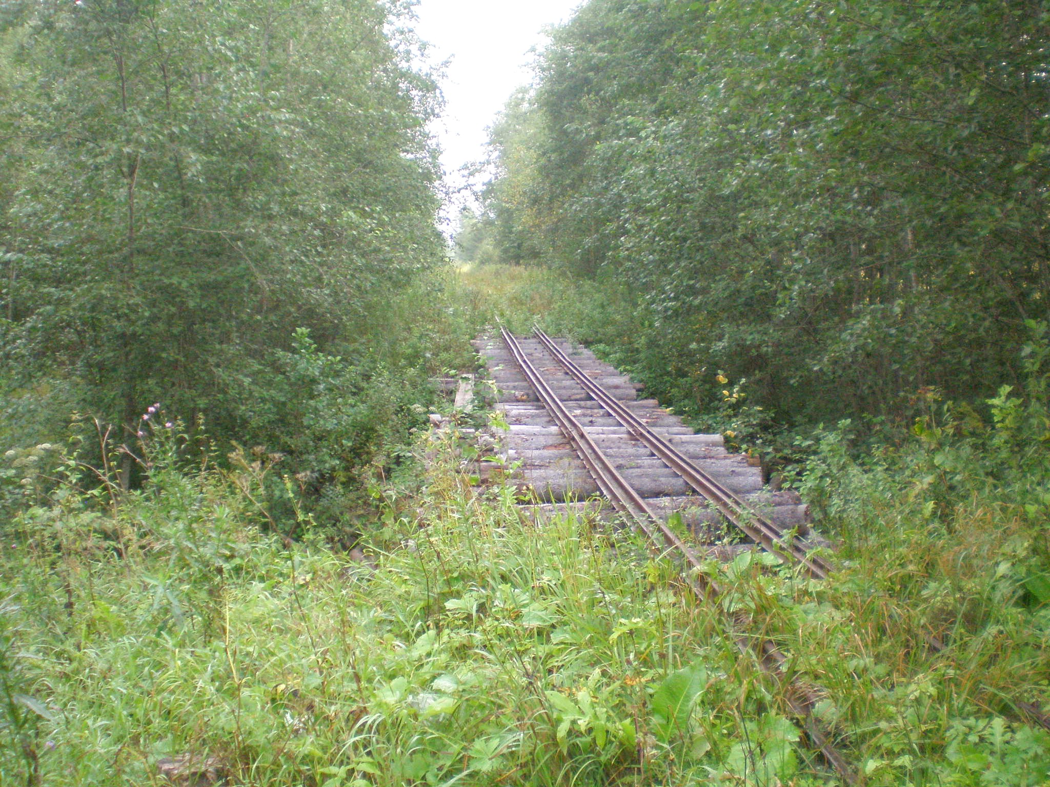 Репольская узкоколейная железная дорога — фотографии, сделанные в 2008 году (часть 3)