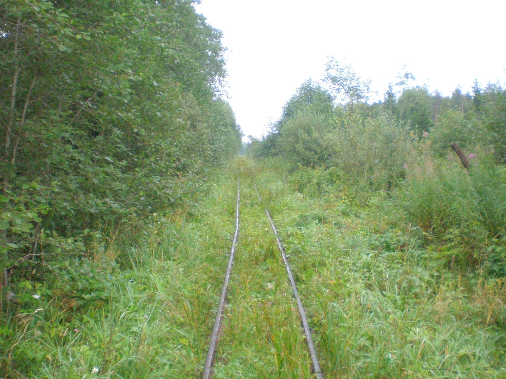 Репольская узкоколейная железная дорога — фотографии, сделанные в 2008 году (часть 4)