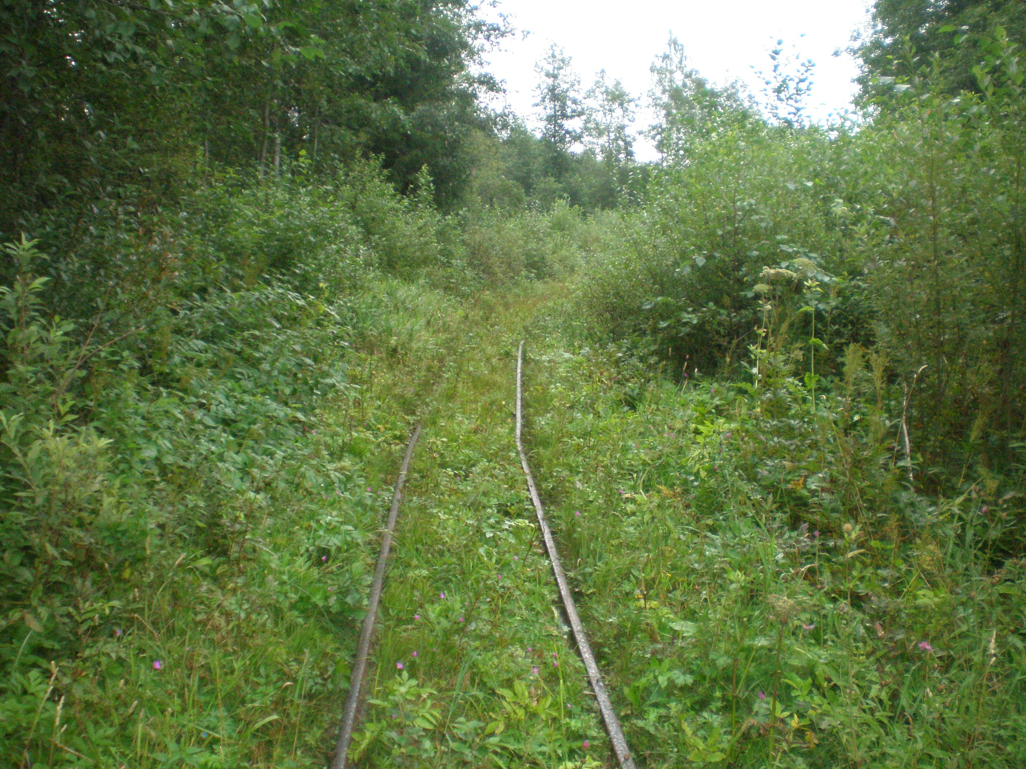 Репольская узкоколейная железная дорога — фотографии, сделанные в 2008 году (часть 5)