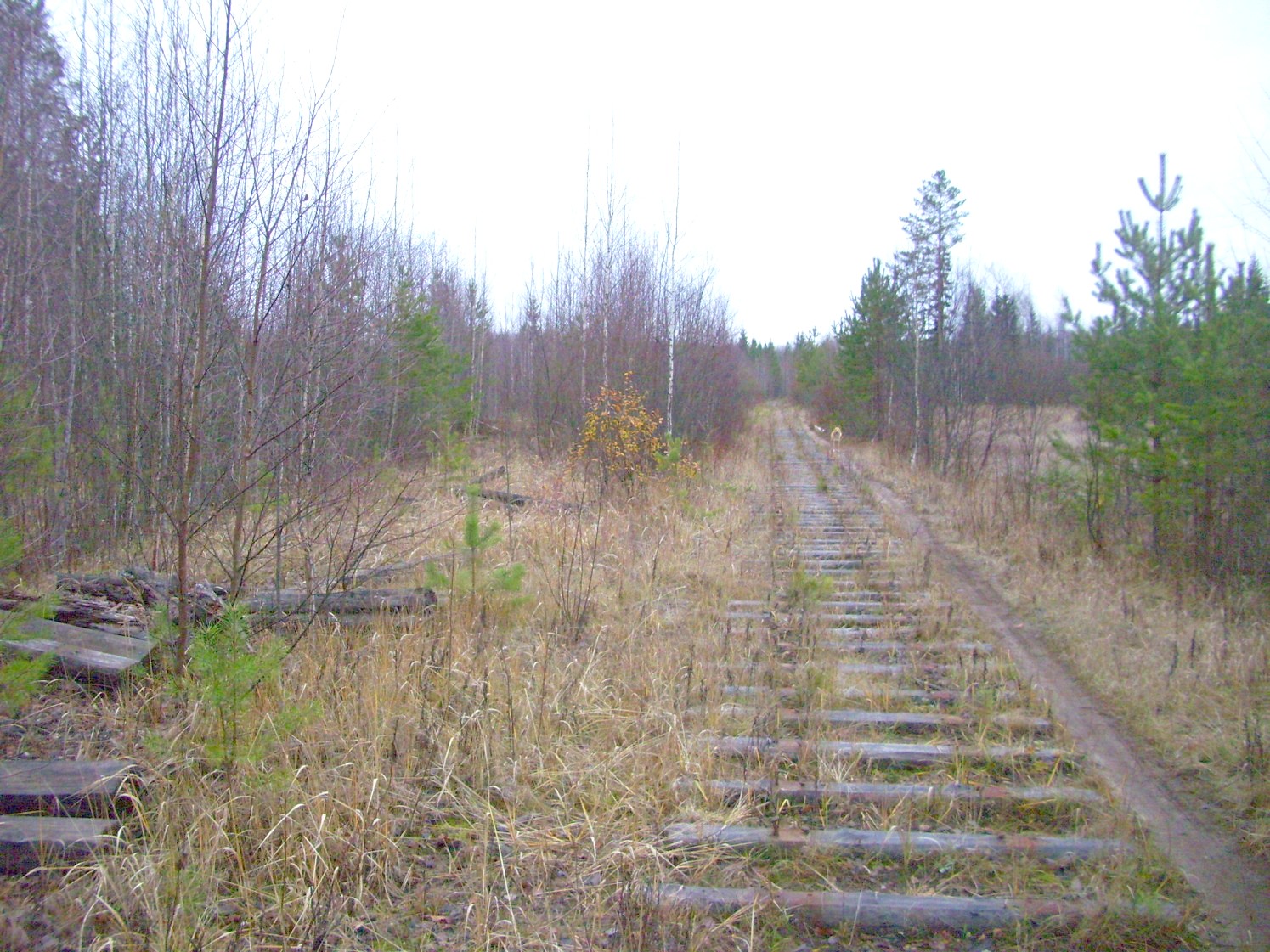 Подрезчихинская узкоколейная железная дорога — фотографии, сделанные в 2009 году (часть 1)